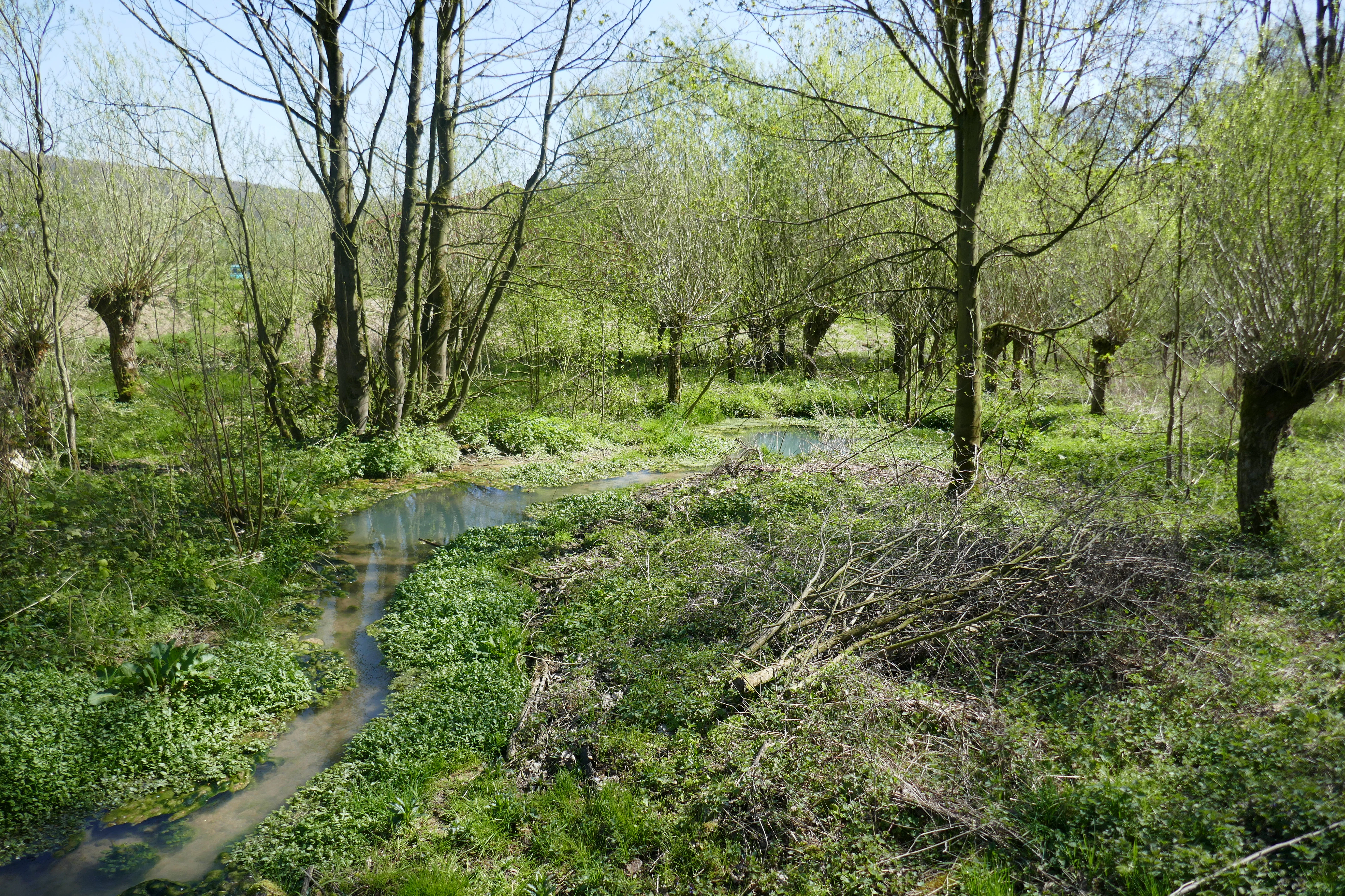 A small stream flows through a grassy area surrounded by pollarded willow trees in early spring.