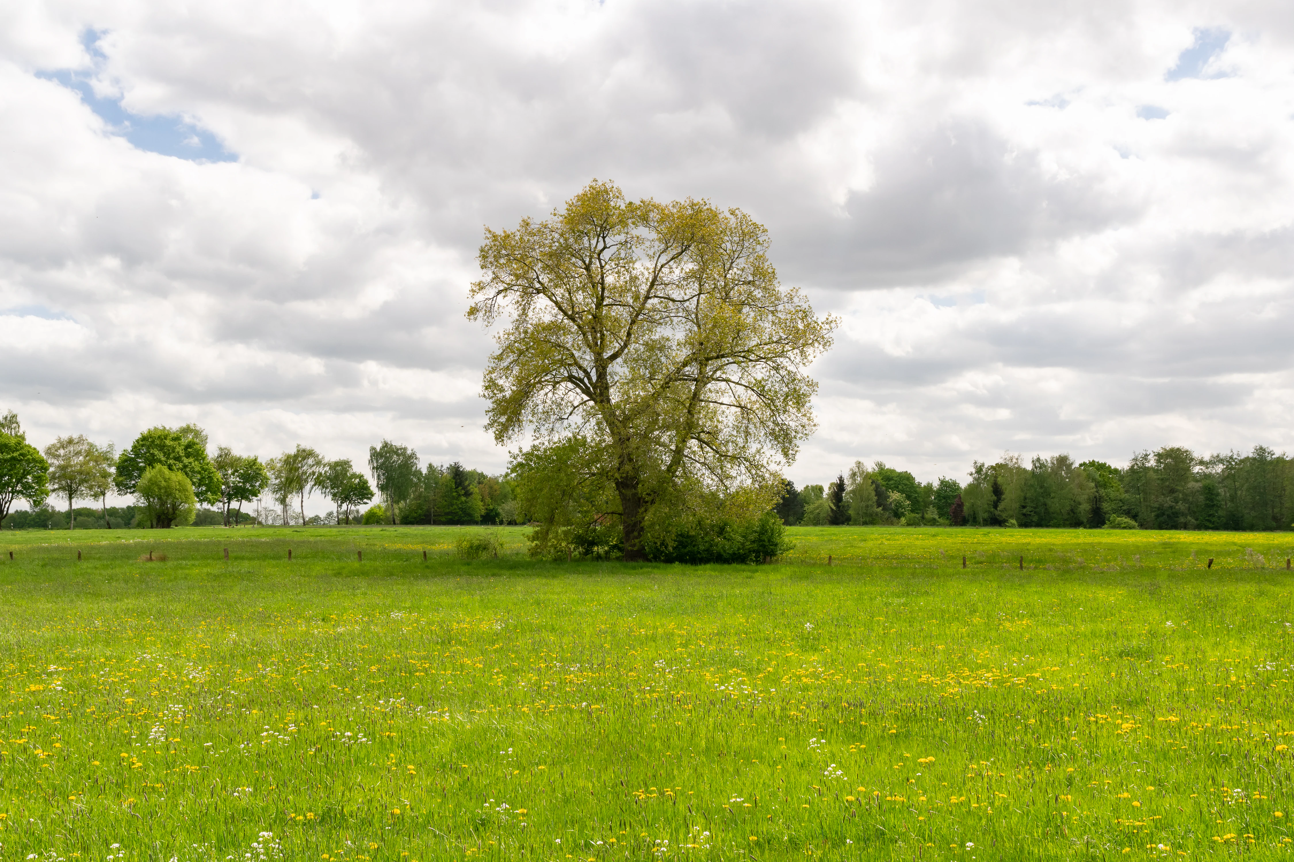 A large, leafy tree stands alone in the middle of a vibrant green meadow under a cloudy sky.