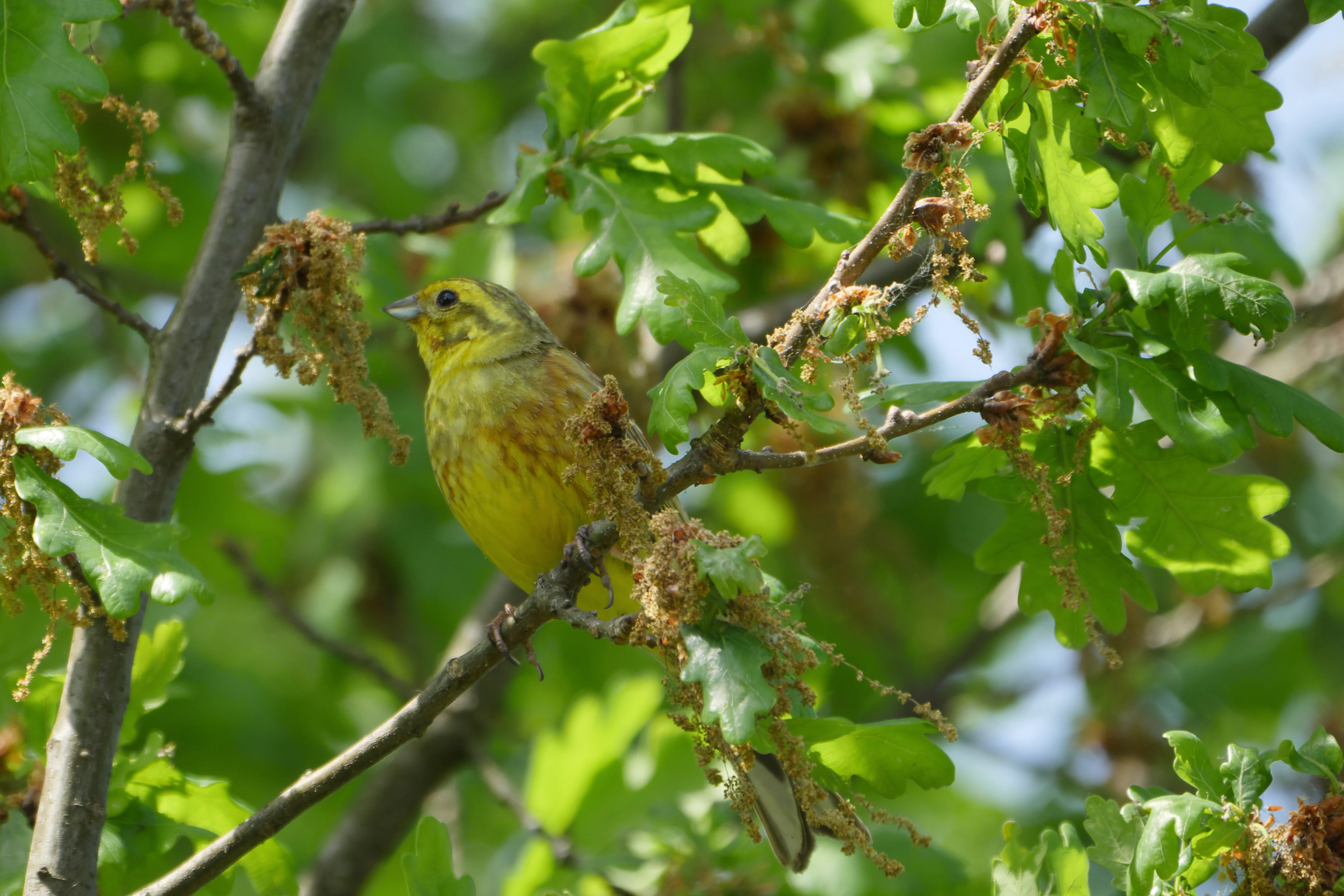 A bright yellow yellowhammer bird perched on a branch of an oak tree surrounded by green leaves and catkins.