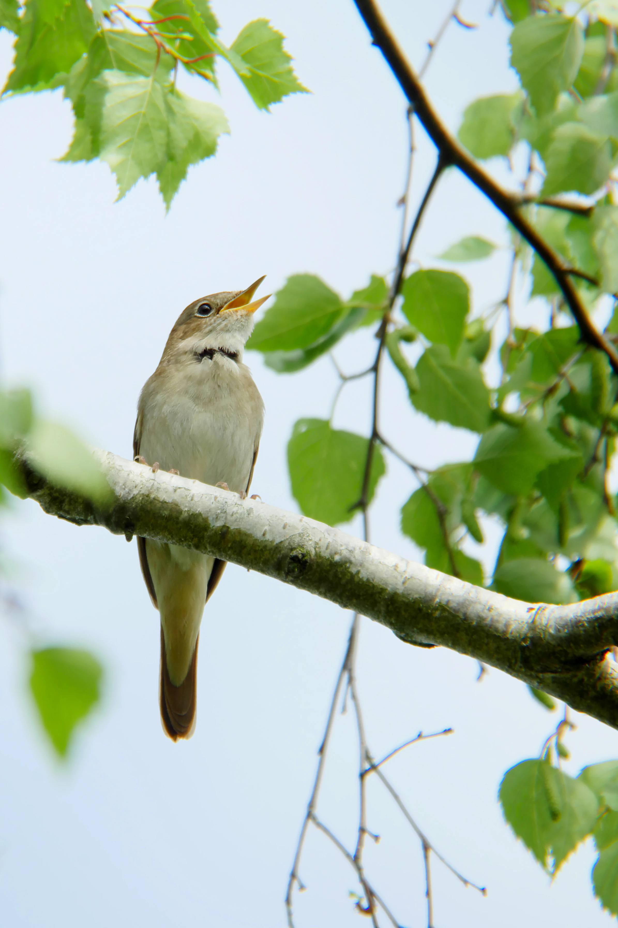 A small brownish bird with its beak open in a singing pose, perched on a thin, light-colored birch branch surrounded by bright green leaves.