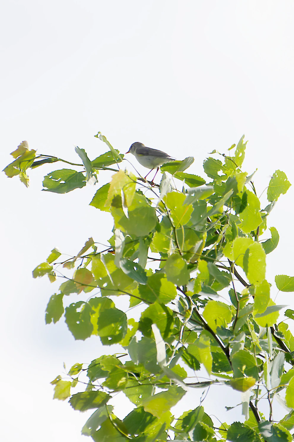 A small, light-colored bird perched on the thin, green-leaved branch of a tree against a bright, overexposed white sky.