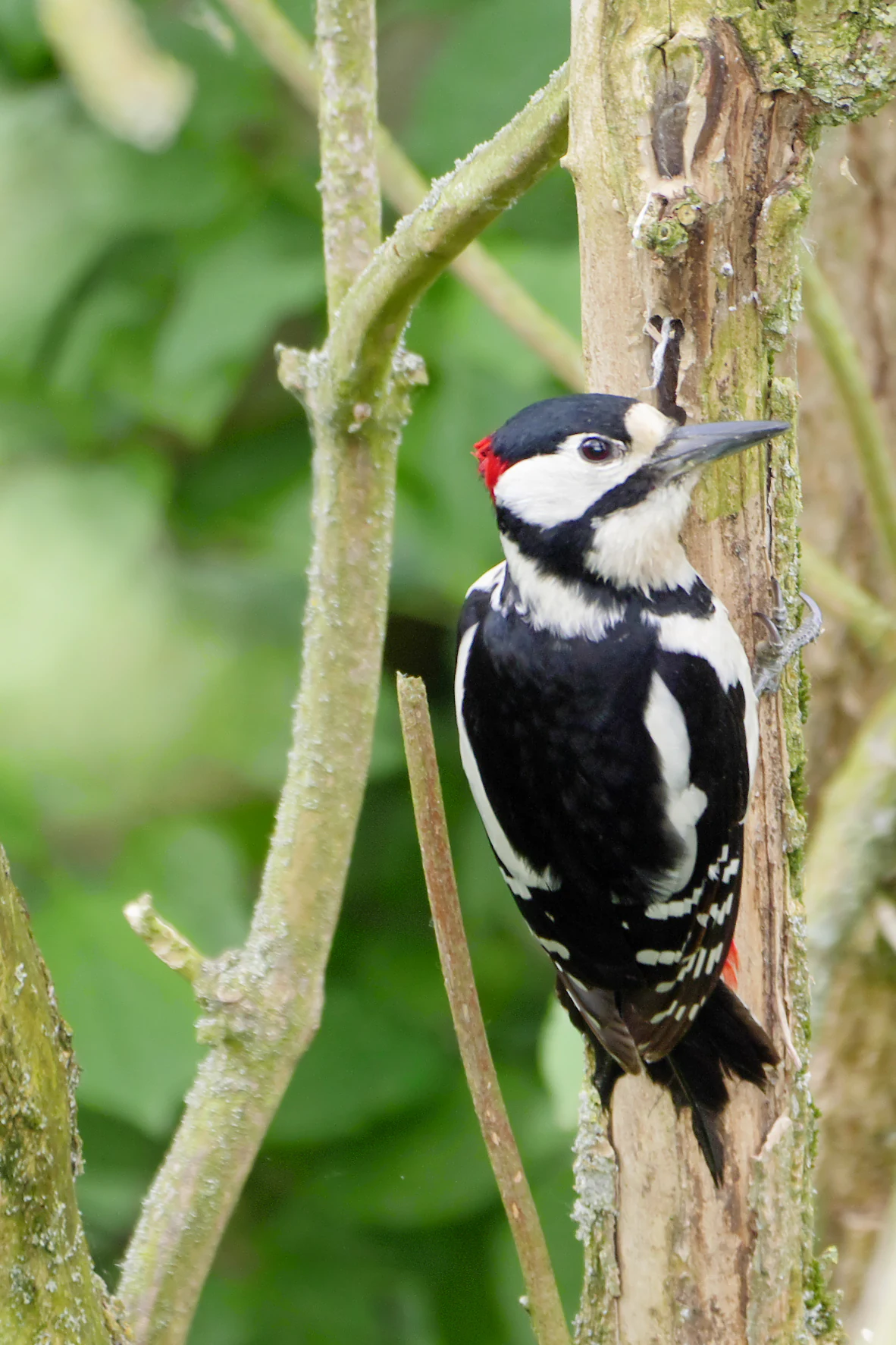 A male Great Spotted Woodpecker with black, white, and red plumage clings to the rough bark of a thin tree trunk, shown in profile.