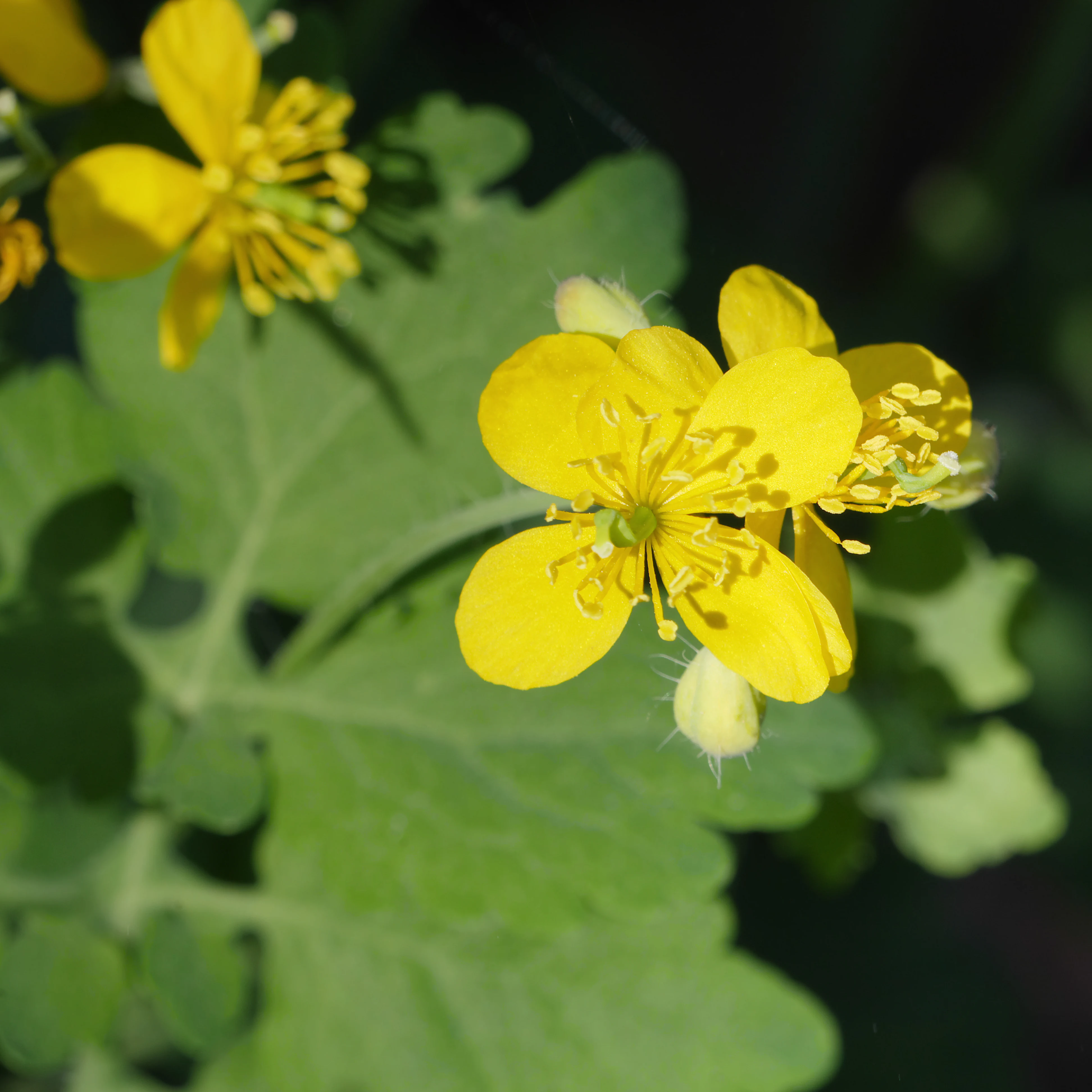 Close up view of bright yellow four-petaled flowers of greater celandine with green leaves and a hairy bud.
