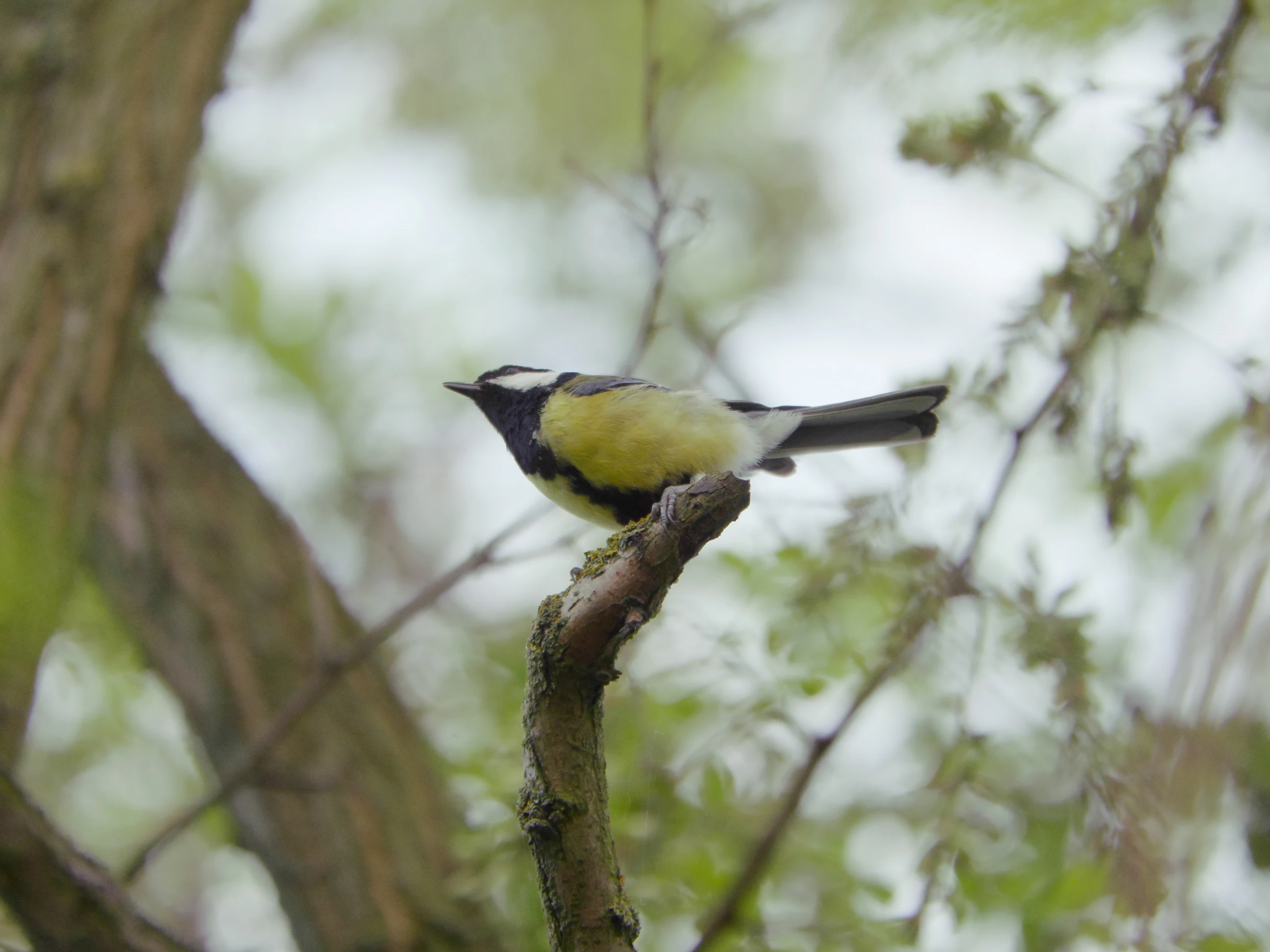 A great tit bird with a yellow breast and black head perched on a mossy tree branch, with a blurred leafy background.