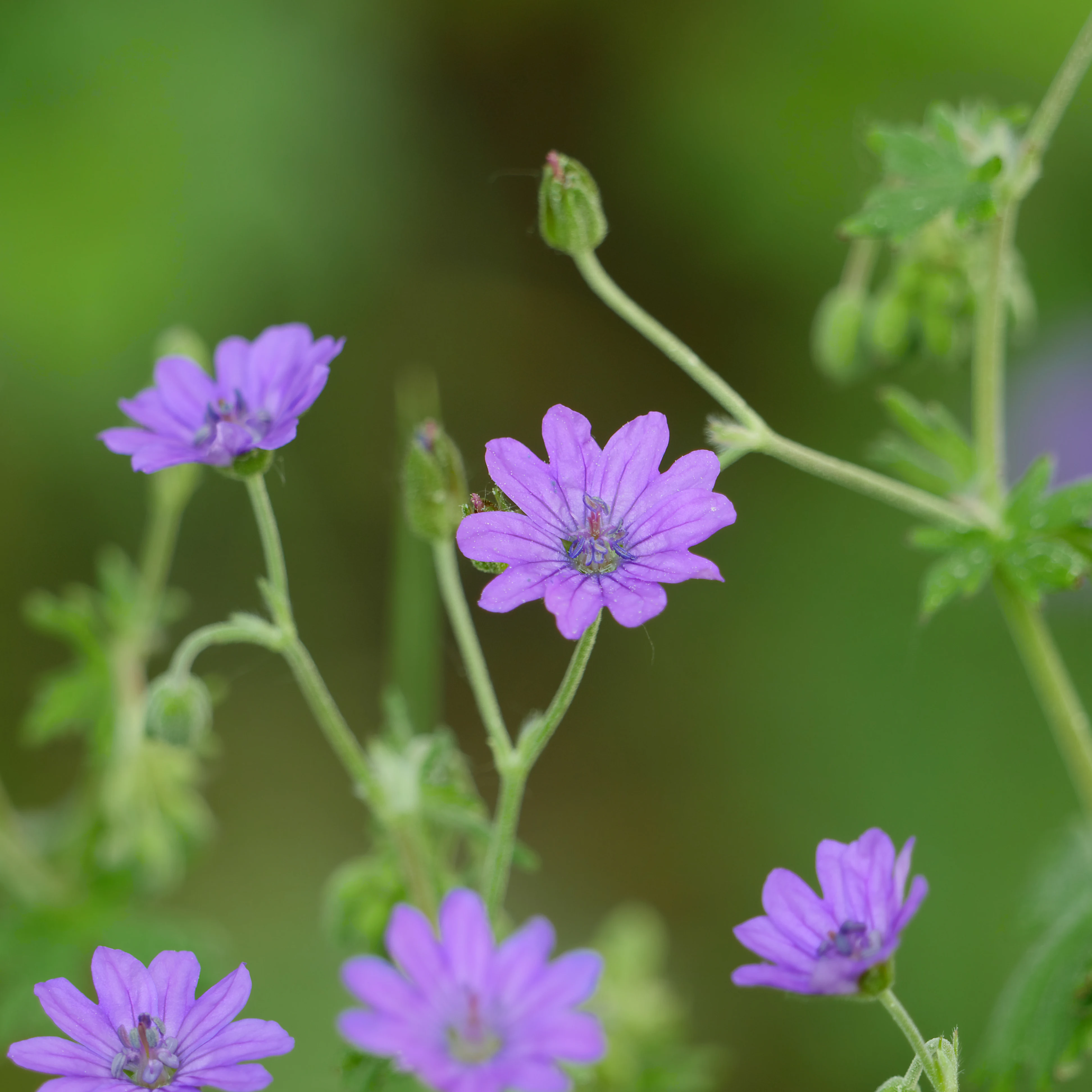 Close up of several delicate purple flowers with five petals, known as Pyrenean cranesbill, against a soft green background.