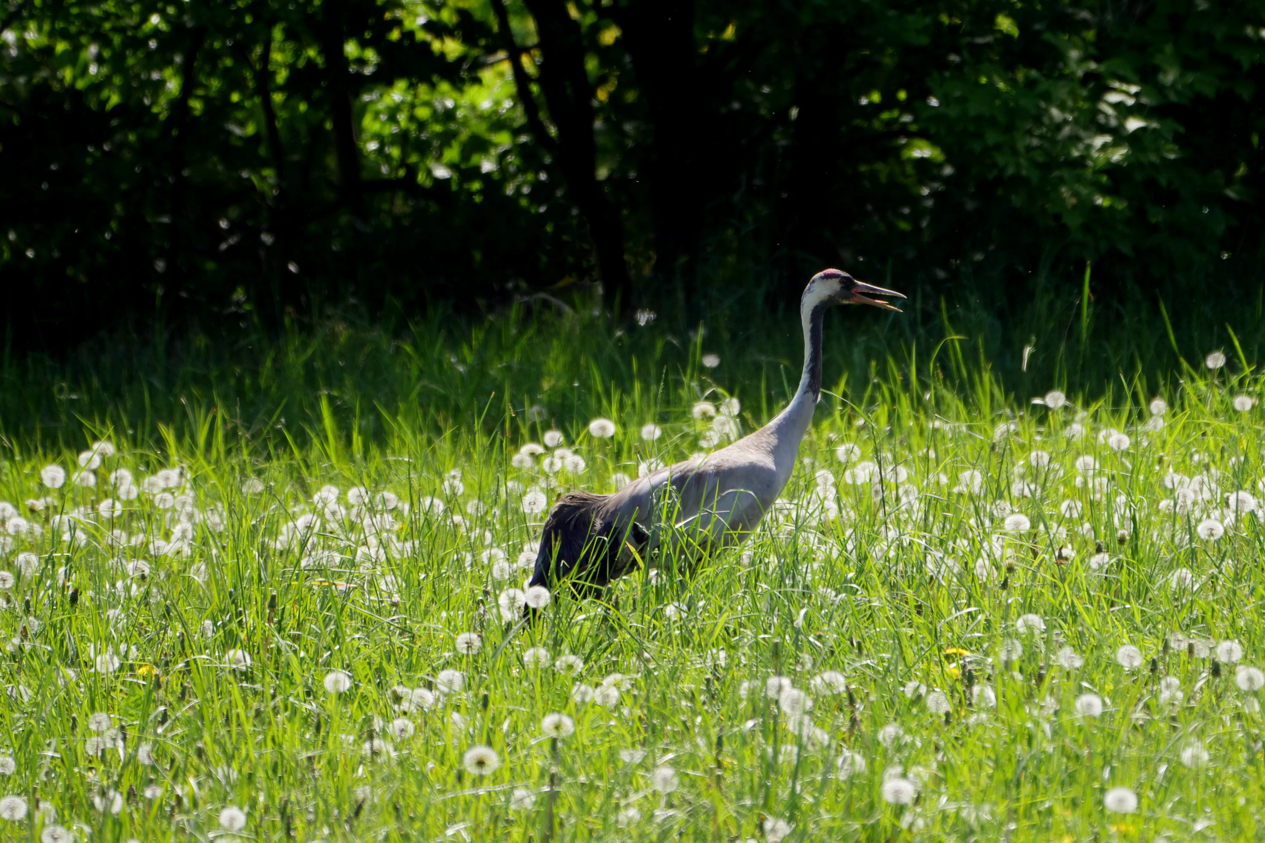 A grey crane standing in a field of tall green grass and white dandelion seed heads with dark trees in the background.