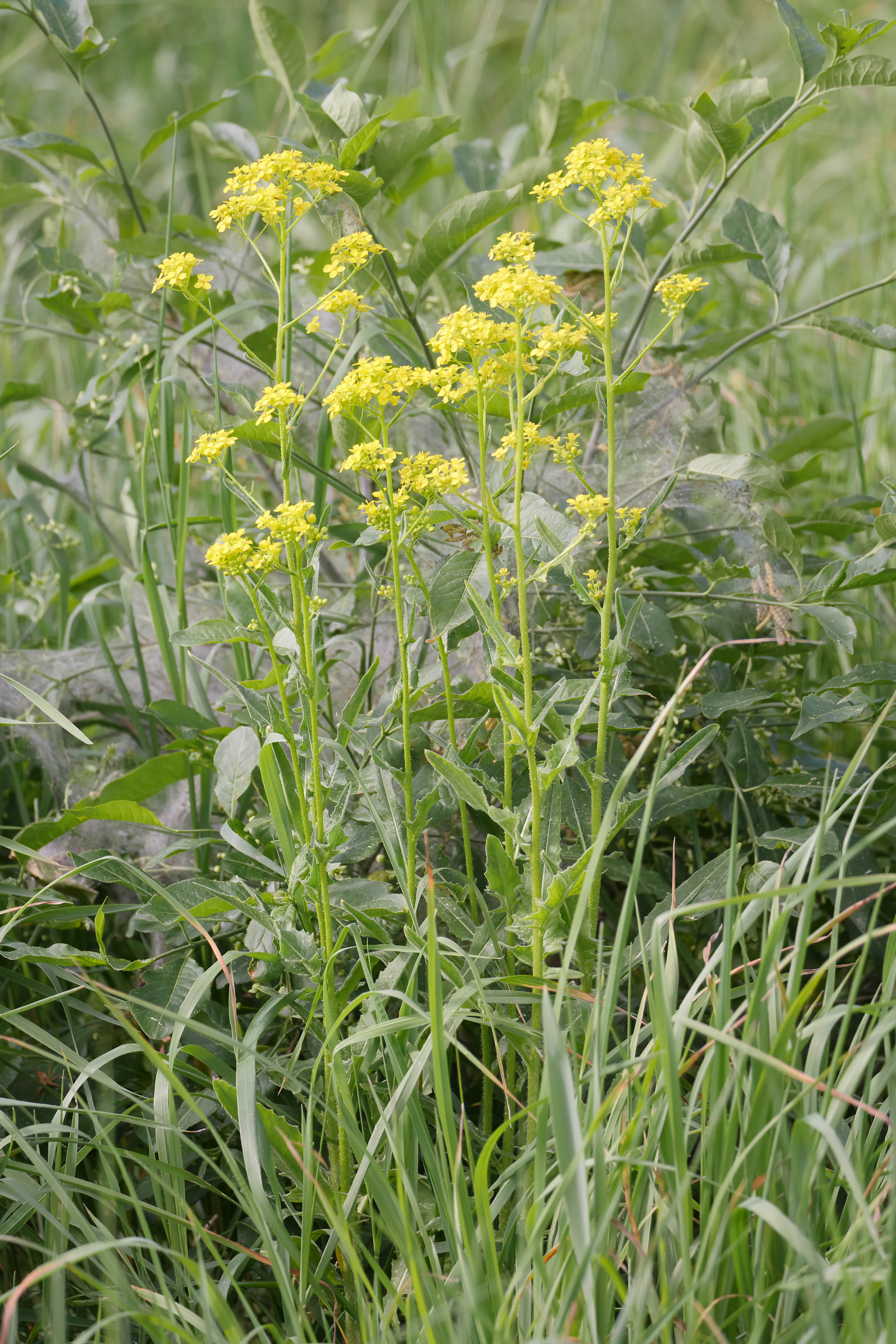 A close-up view of a cluster of yellow wildflowers growing among green grasses and foliage.
