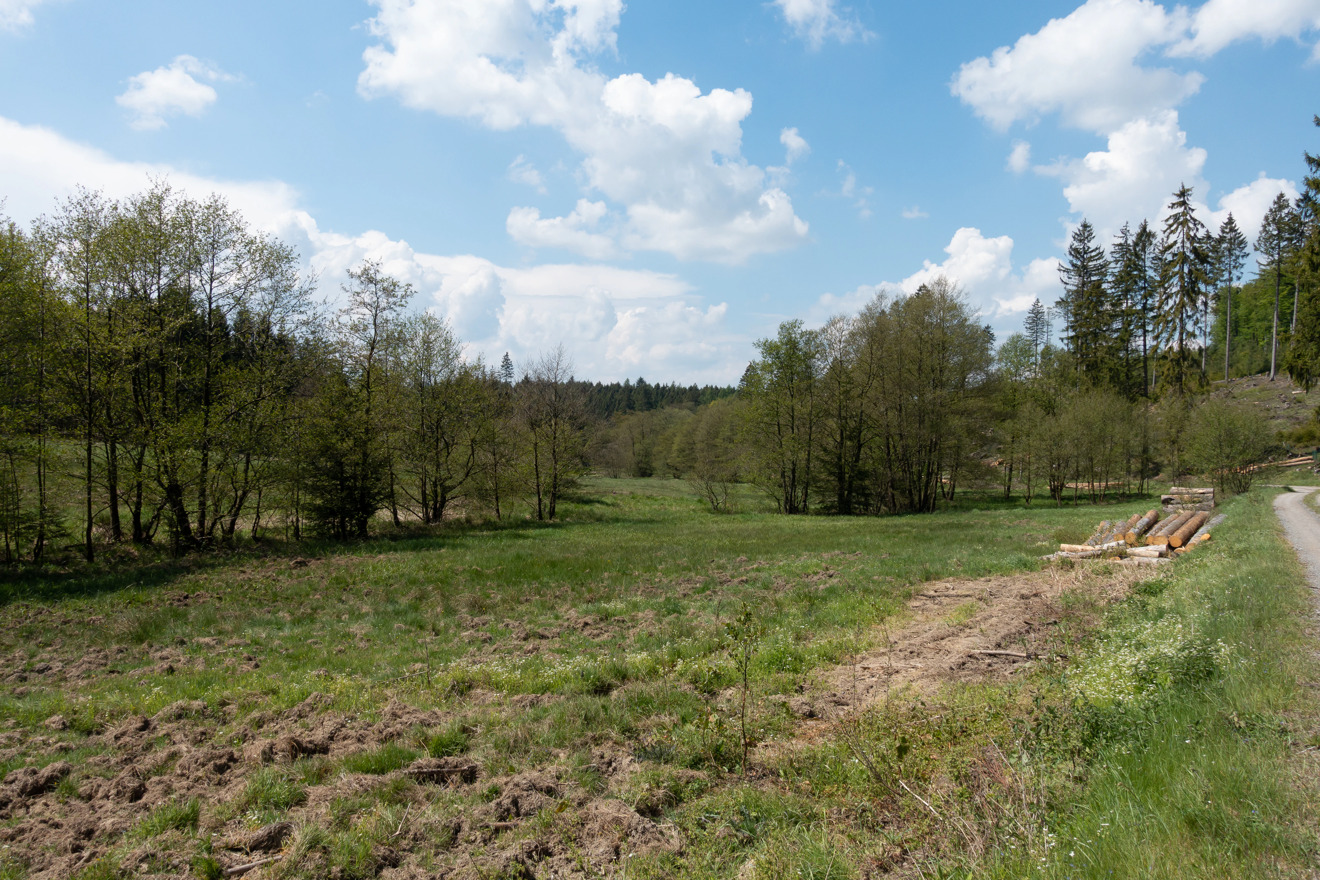 A wide, grassy clearing or meadow surrounded by a mixed forest, with a gravel path visible on the right and stacked logs resting near the tree line.