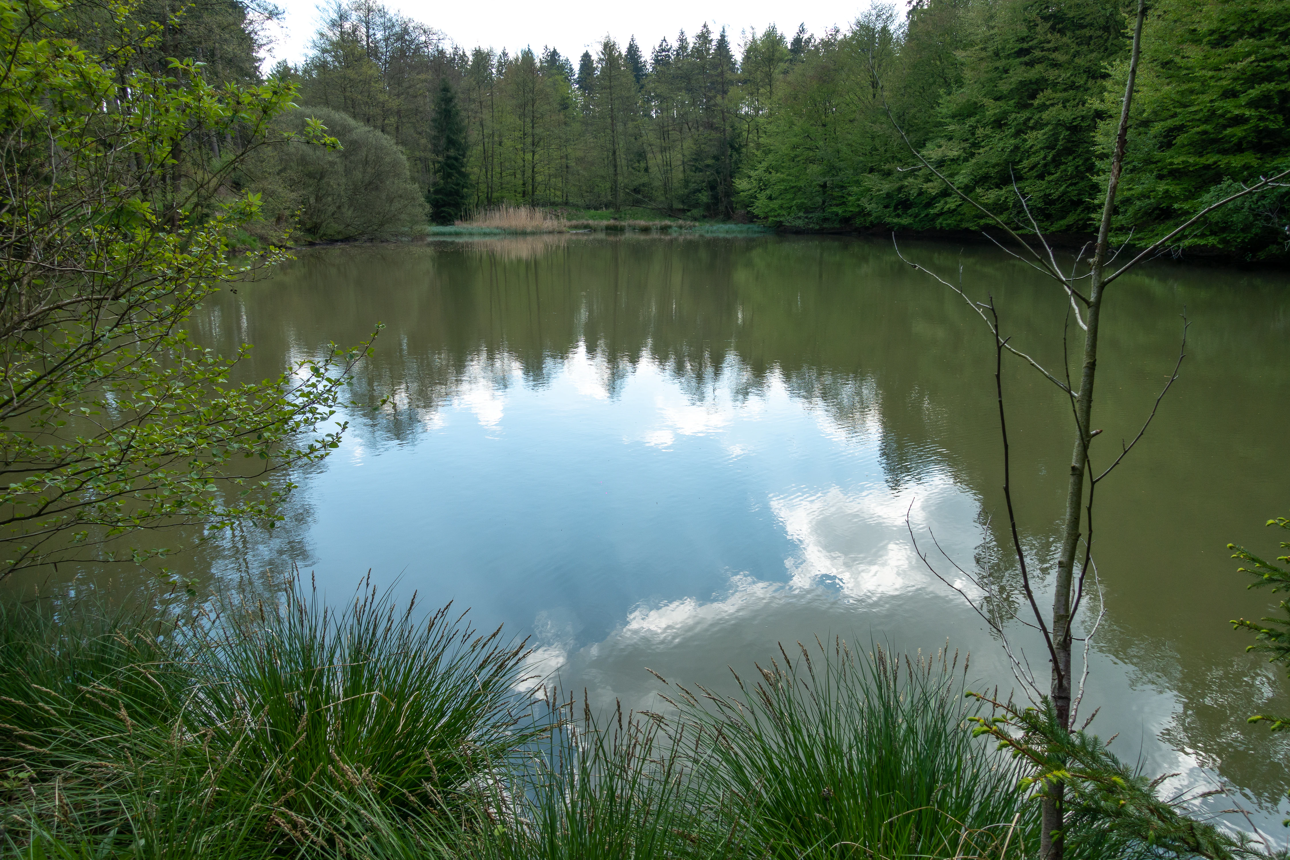 A calm pond surrounded by dense green forest, reflecting the sky and surrounding trees.