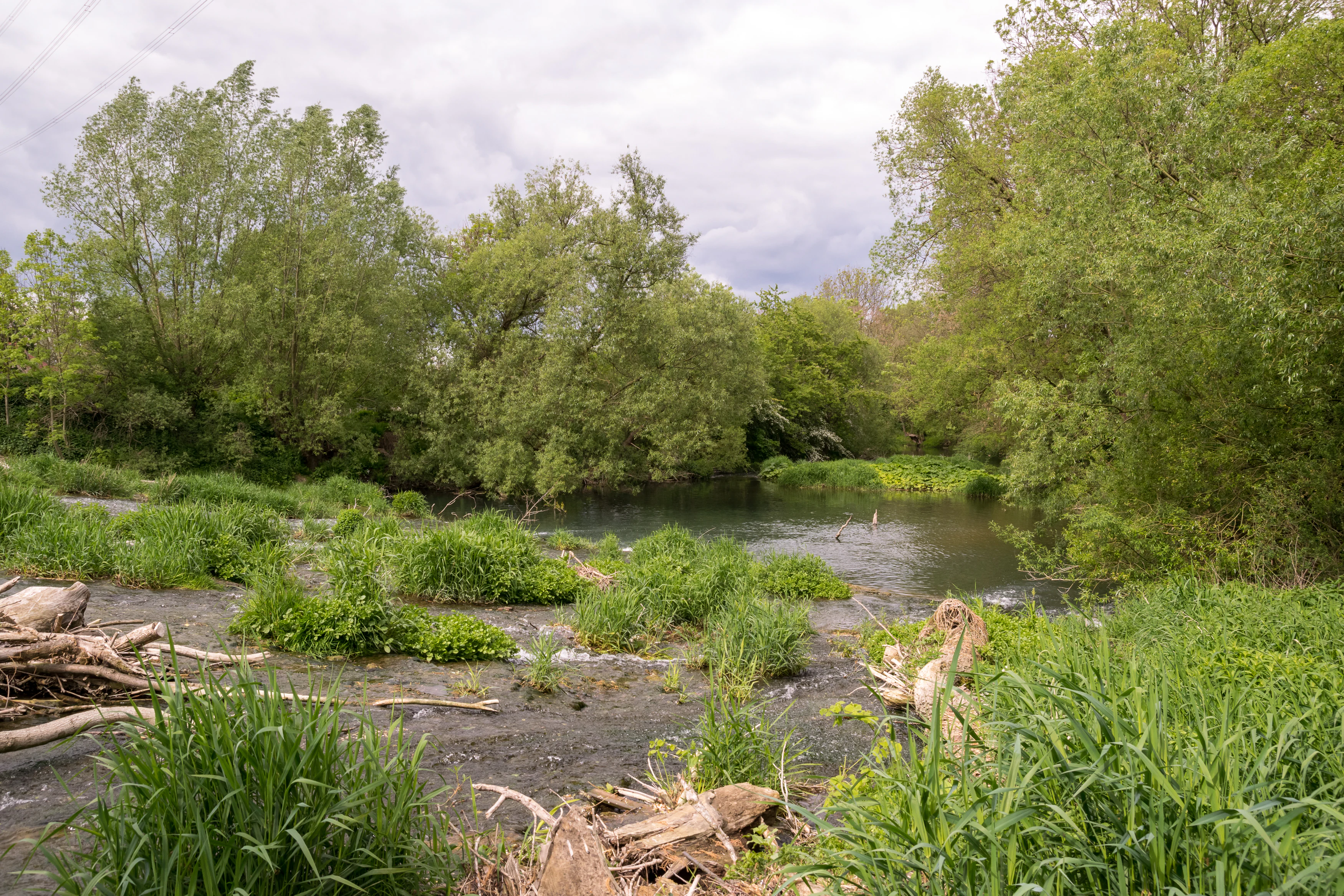A view of the Alme River winding through dense green trees, grasses, and some driftwood along the muddy banks under a cloudy sky.