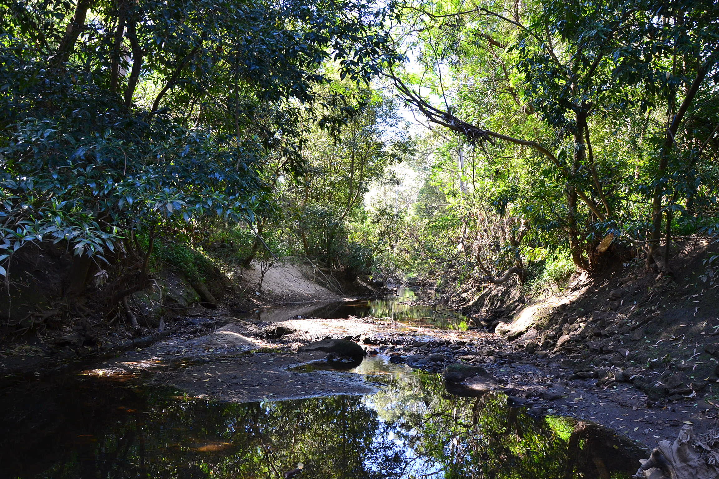 Un río tranquilo que fluye a través de un denso bosque con la luz del sol filtrándose a través de las copas de los árboles