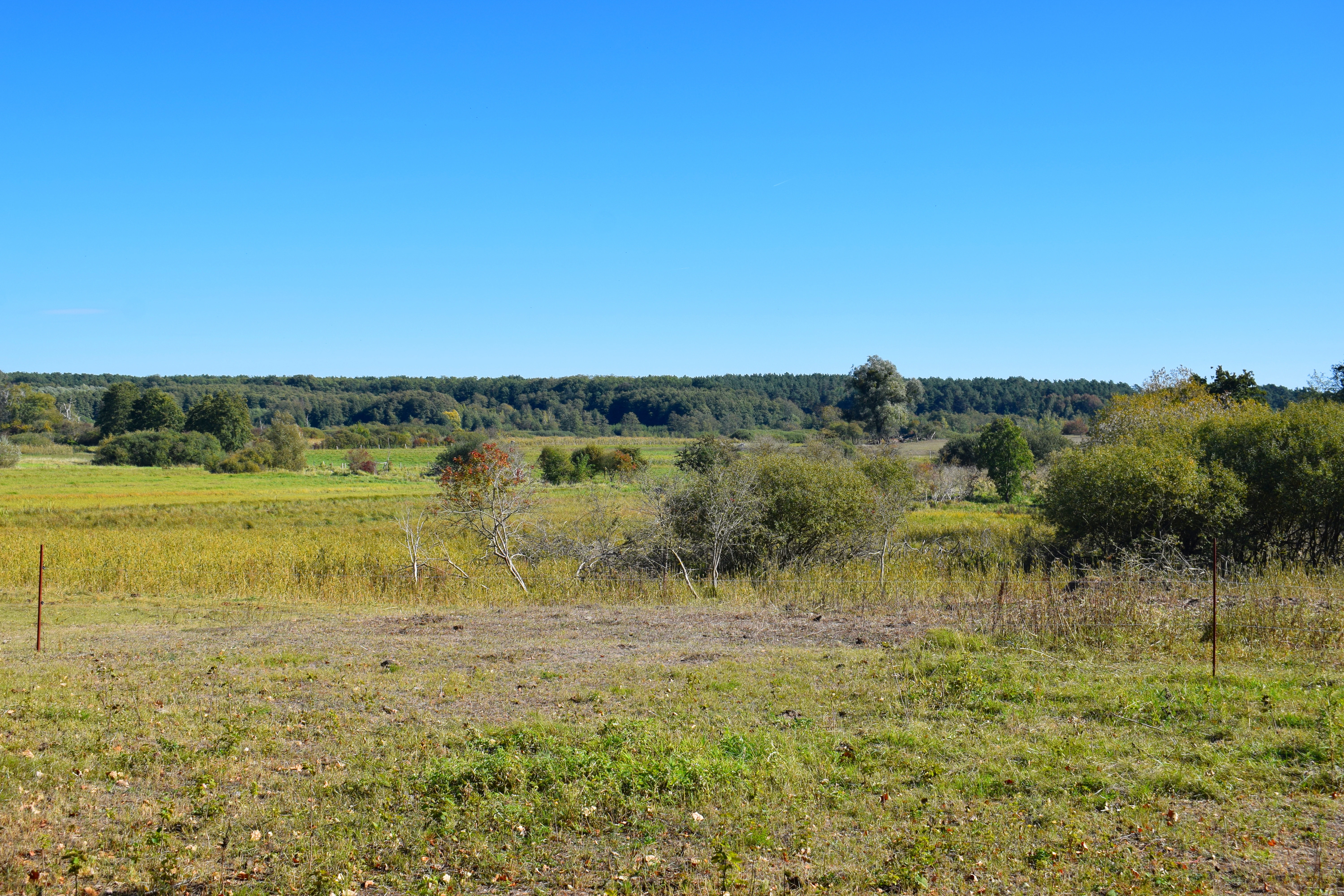 A wide landscape view of an open meadow and wetland area with scattered trees, under a clear blue sky, featuring a forested ridgeline in the background.