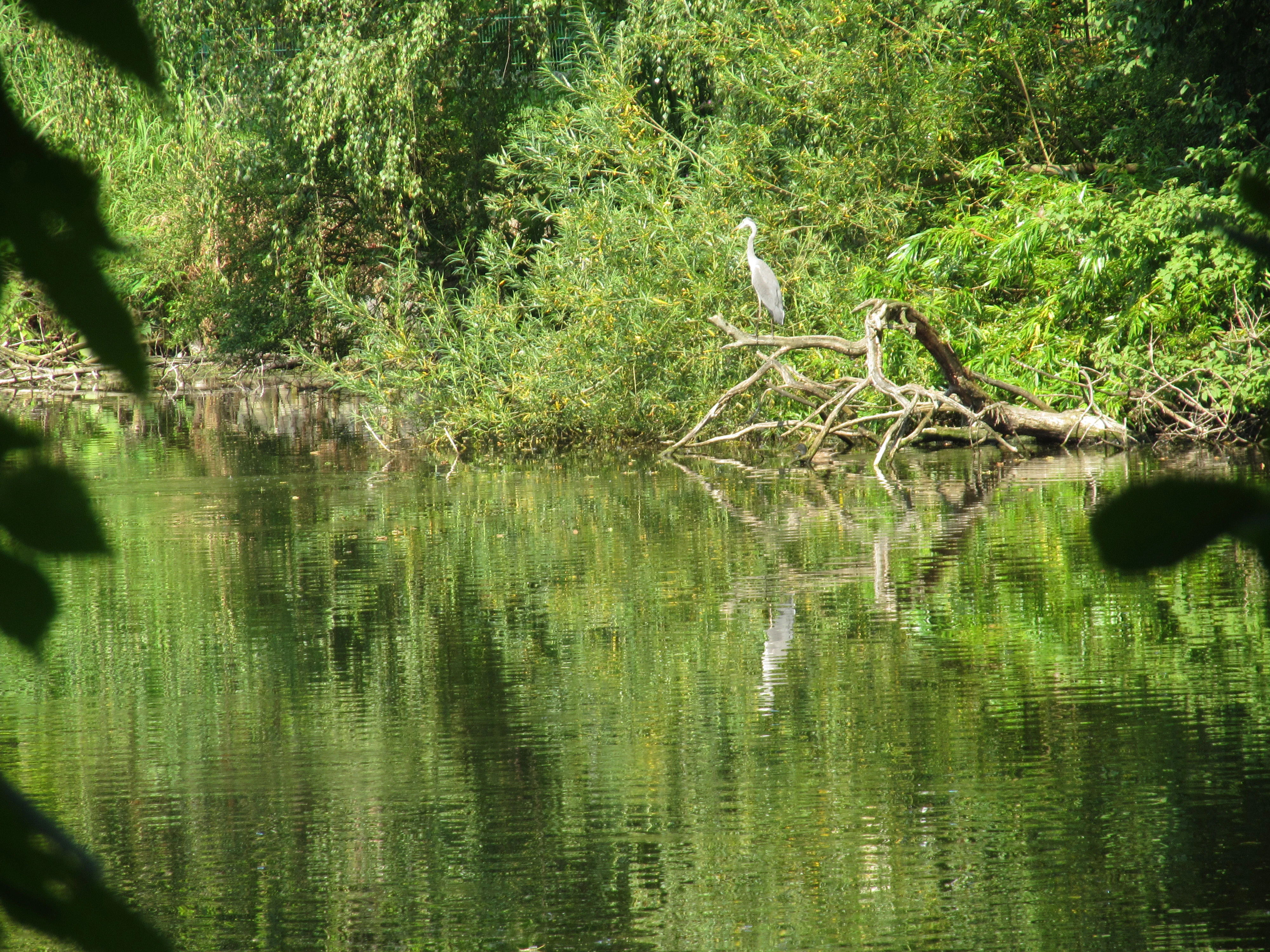 A grey heron stands on a fallen tree limb over a calm, green pond surrounded by dense vegetation in the Annatal nature reserve.