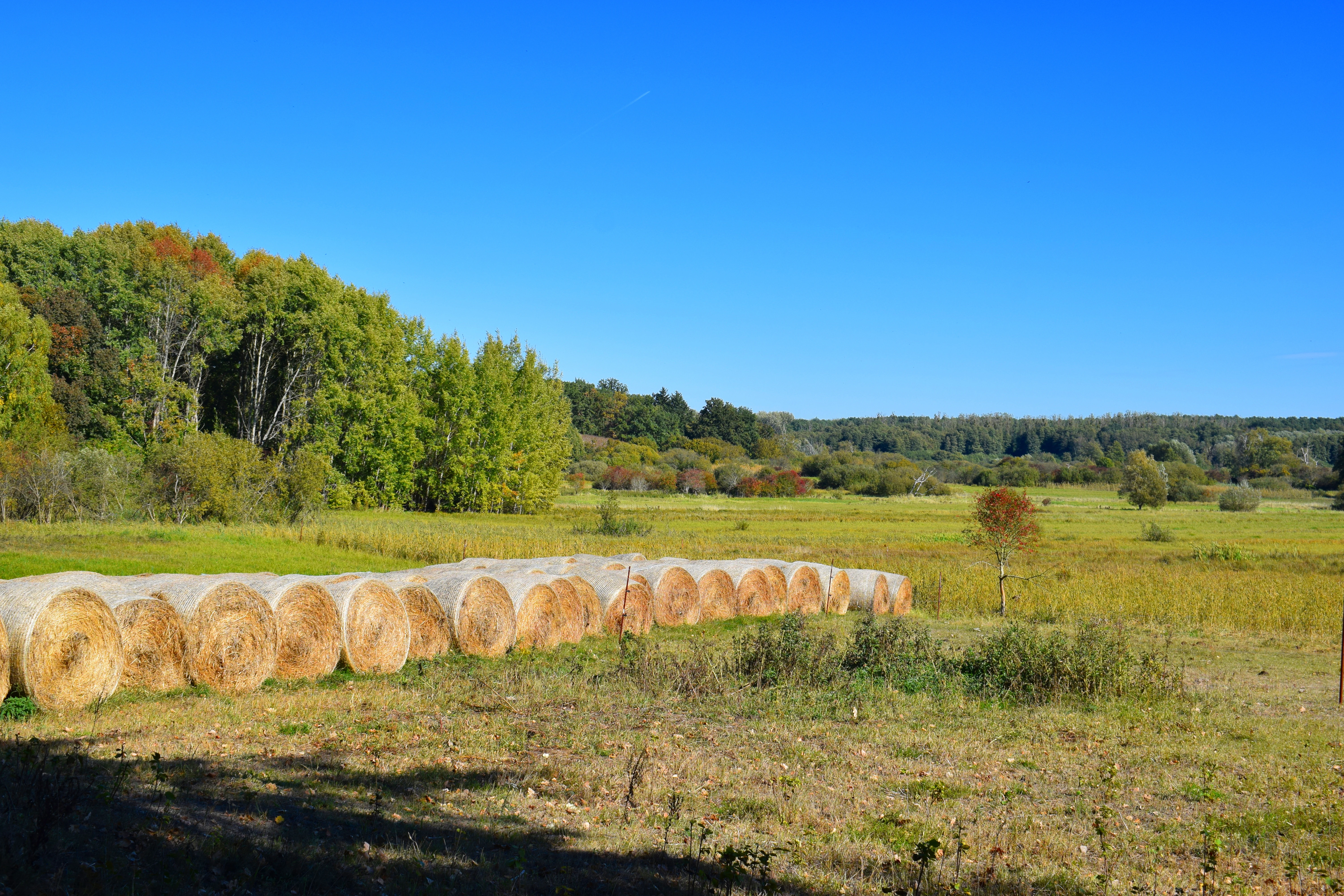 A line of round, light-colored hay bales sits in a grassy field bordered by a dense forest under a bright blue sky.
