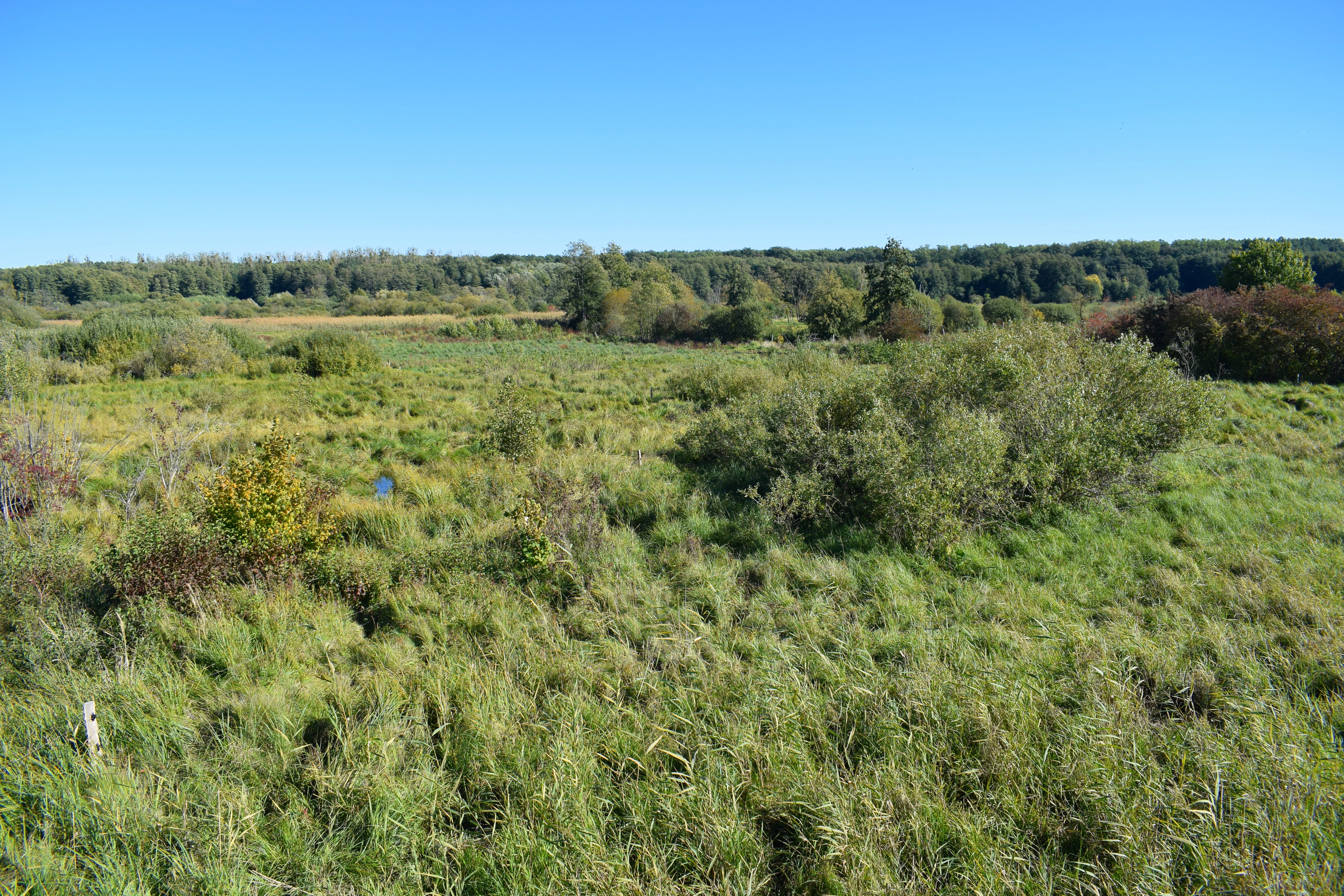 A wide landscape view of a grassy, brush-filled wetland area under a clear blue sky, with a forest line in the background.
