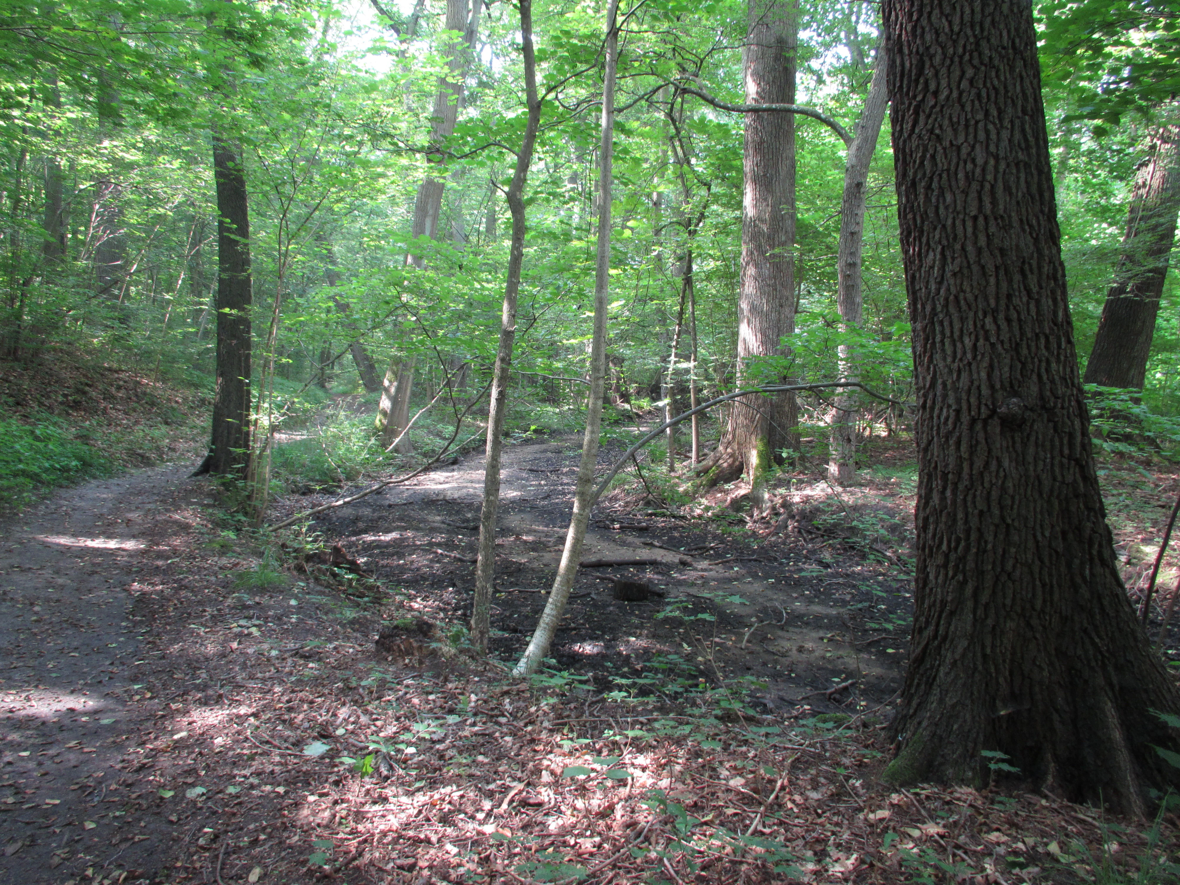 A dirt hiking trail curves through a dense deciduous forest with sunlight filtering through the canopy onto the forest floor.