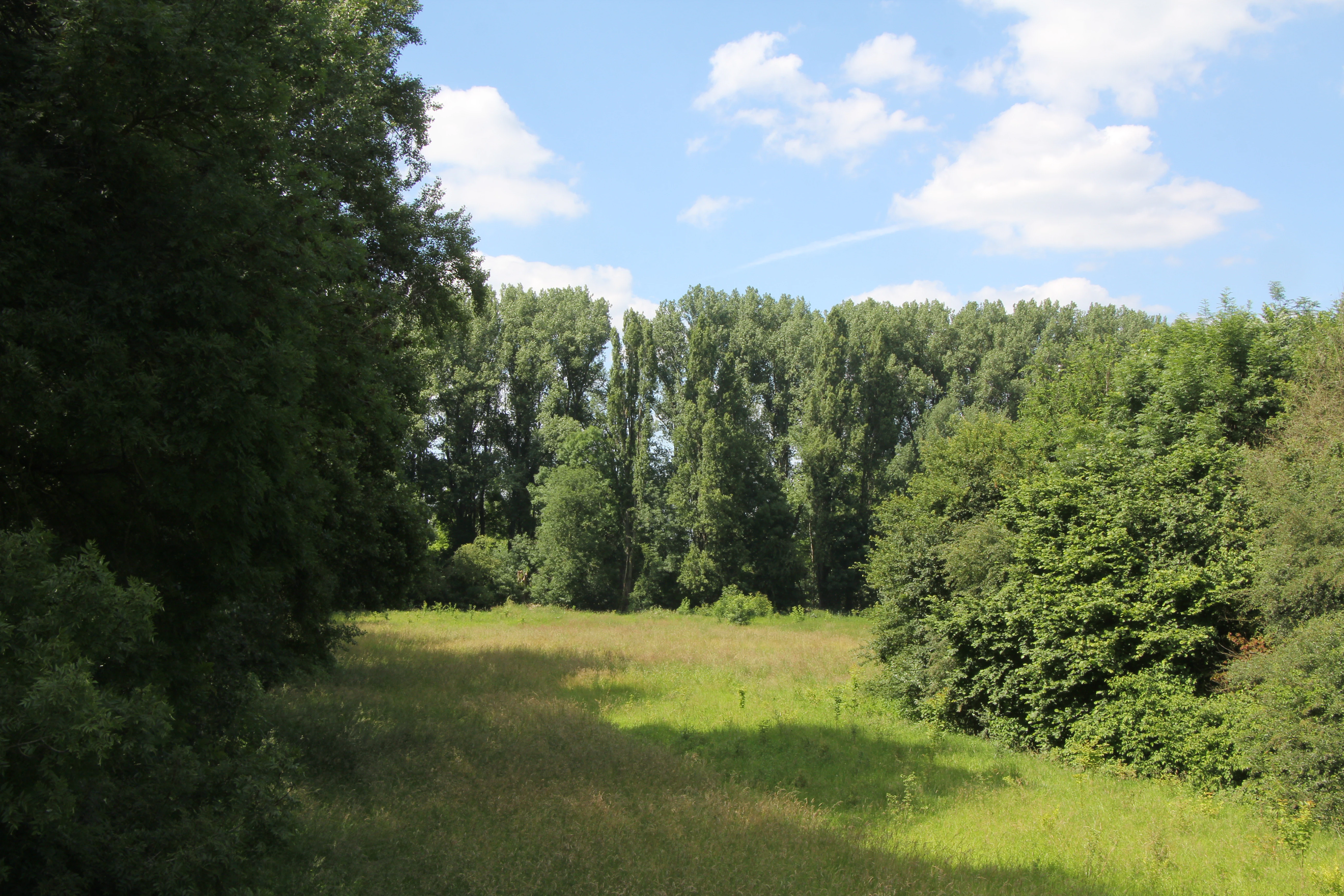 Un prado verde rodeado de un bosque denso y árboles altos bajo un cielo azul con nubes.