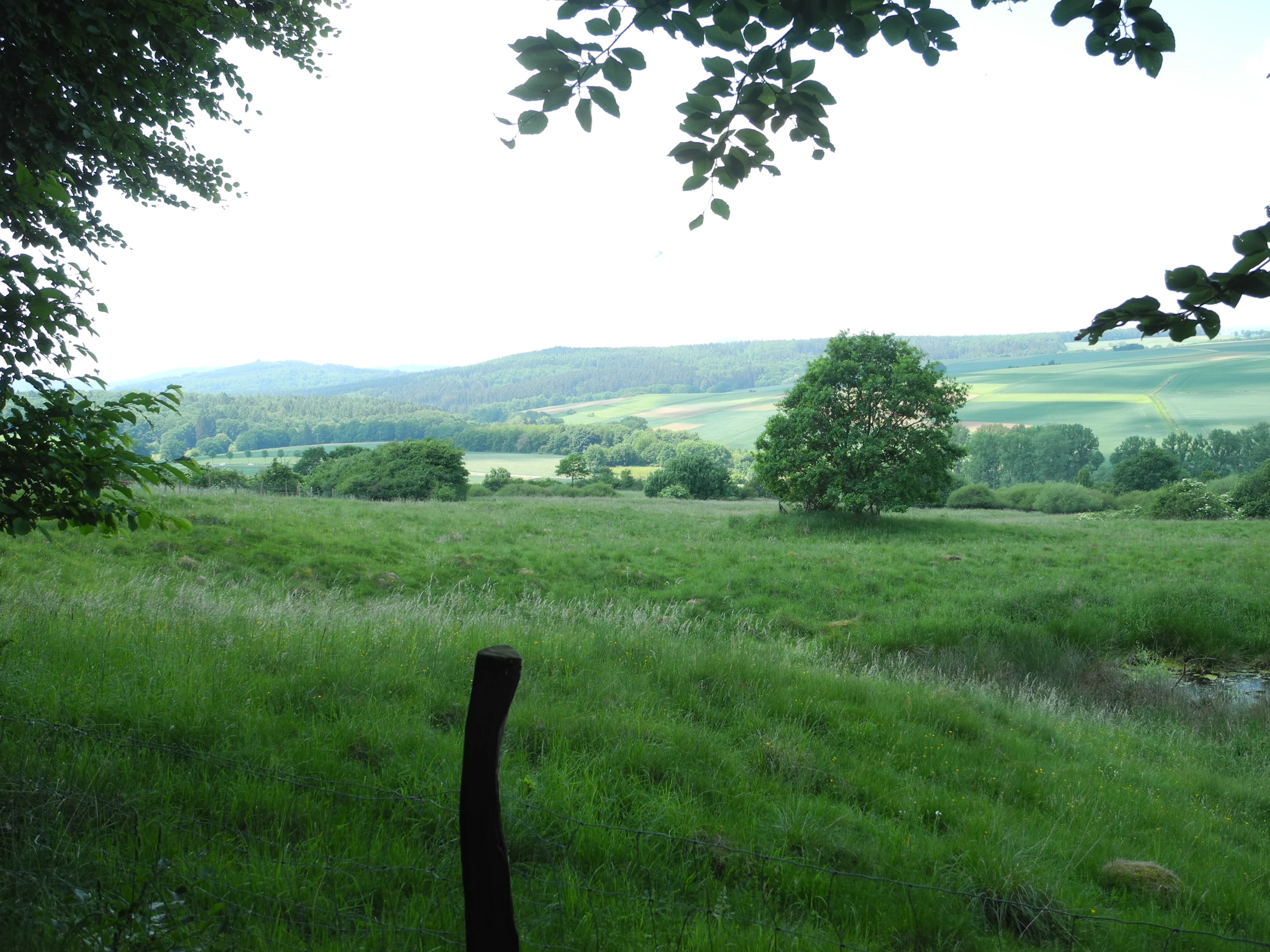 A wide view of a green grassy pasture with a small pond in the lower right, framed by tree branches in the foreground and rolling hills in the distance.