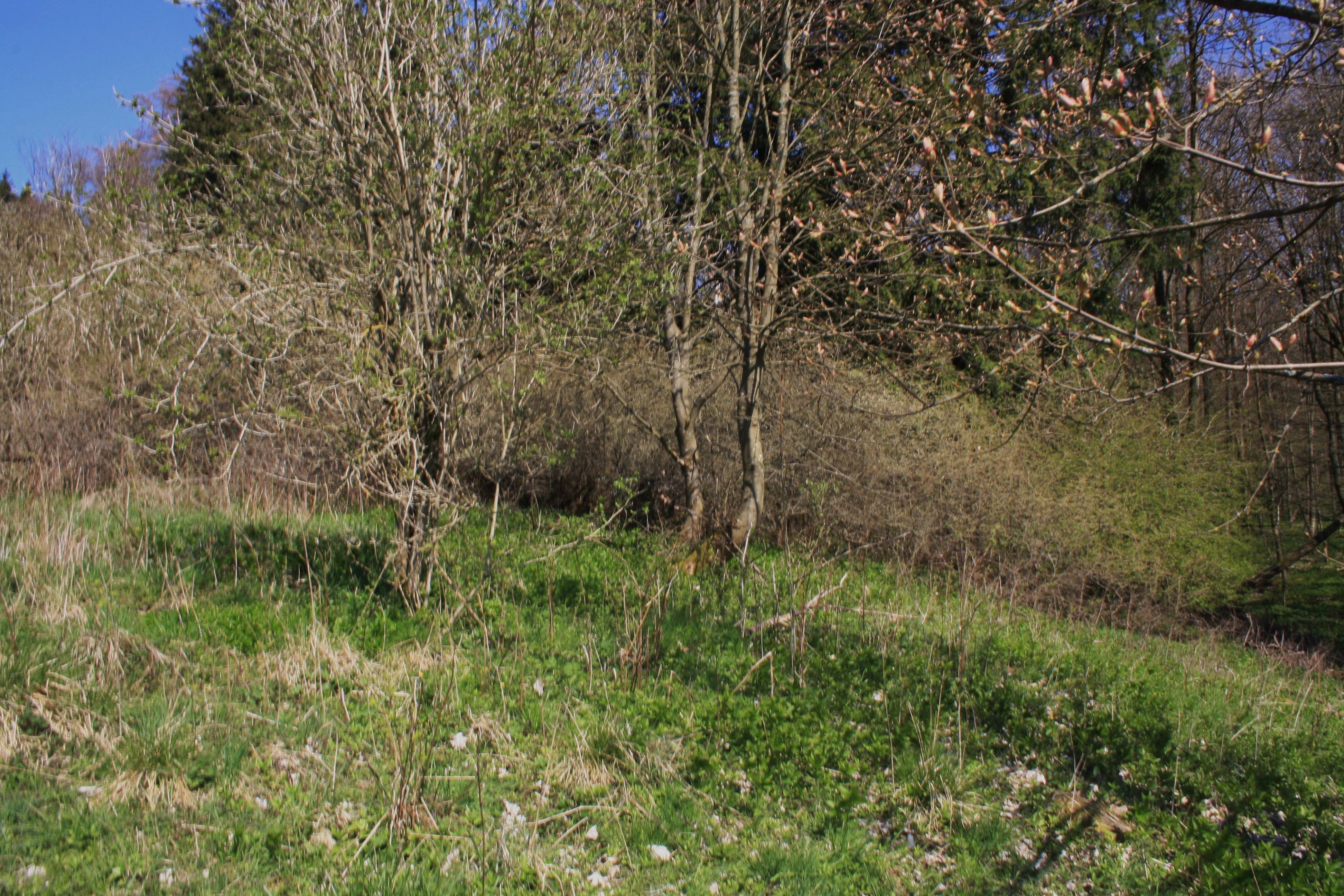 A view of green grassy ground with sparse deciduous trees and forest edge in early spring.