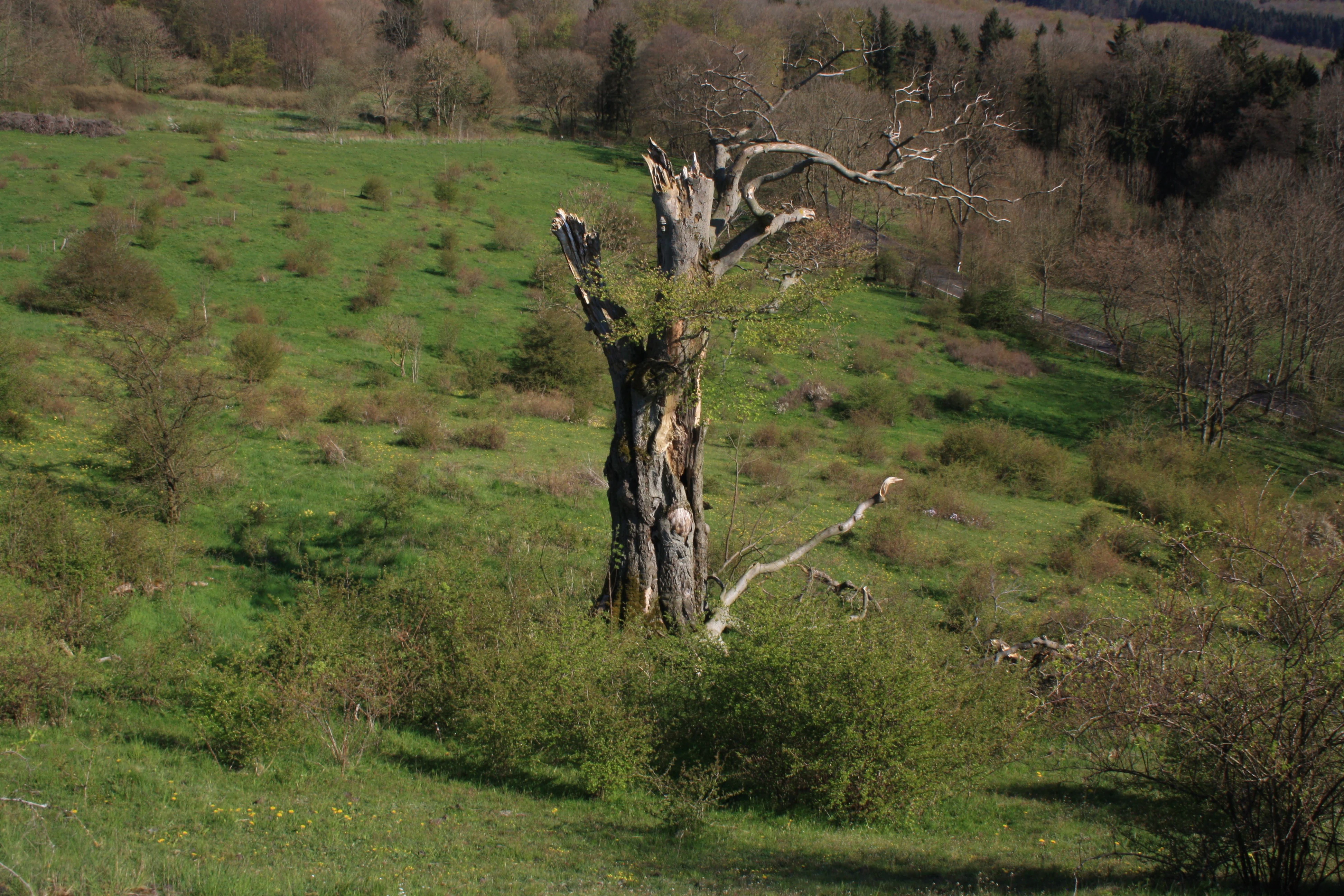 A large, old, and partially decayed tree trunk stands in a sloping, green meadow filled with small shrubs and bushes under daylight.