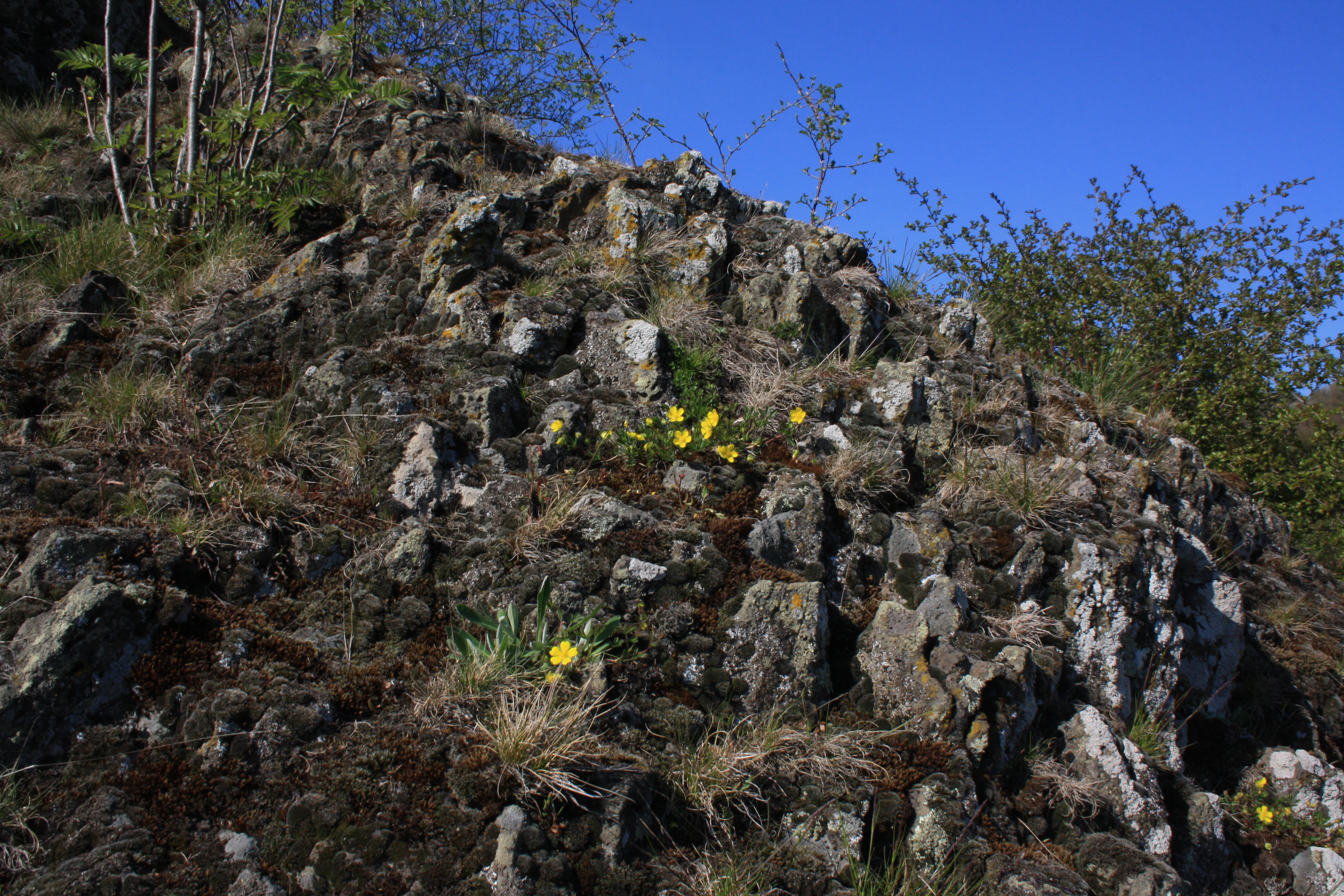 A steep slope covered in jagged, dark basalt rock blocks, with patches of grass and small yellow flowers growing between the crevices under a clear blue sky.