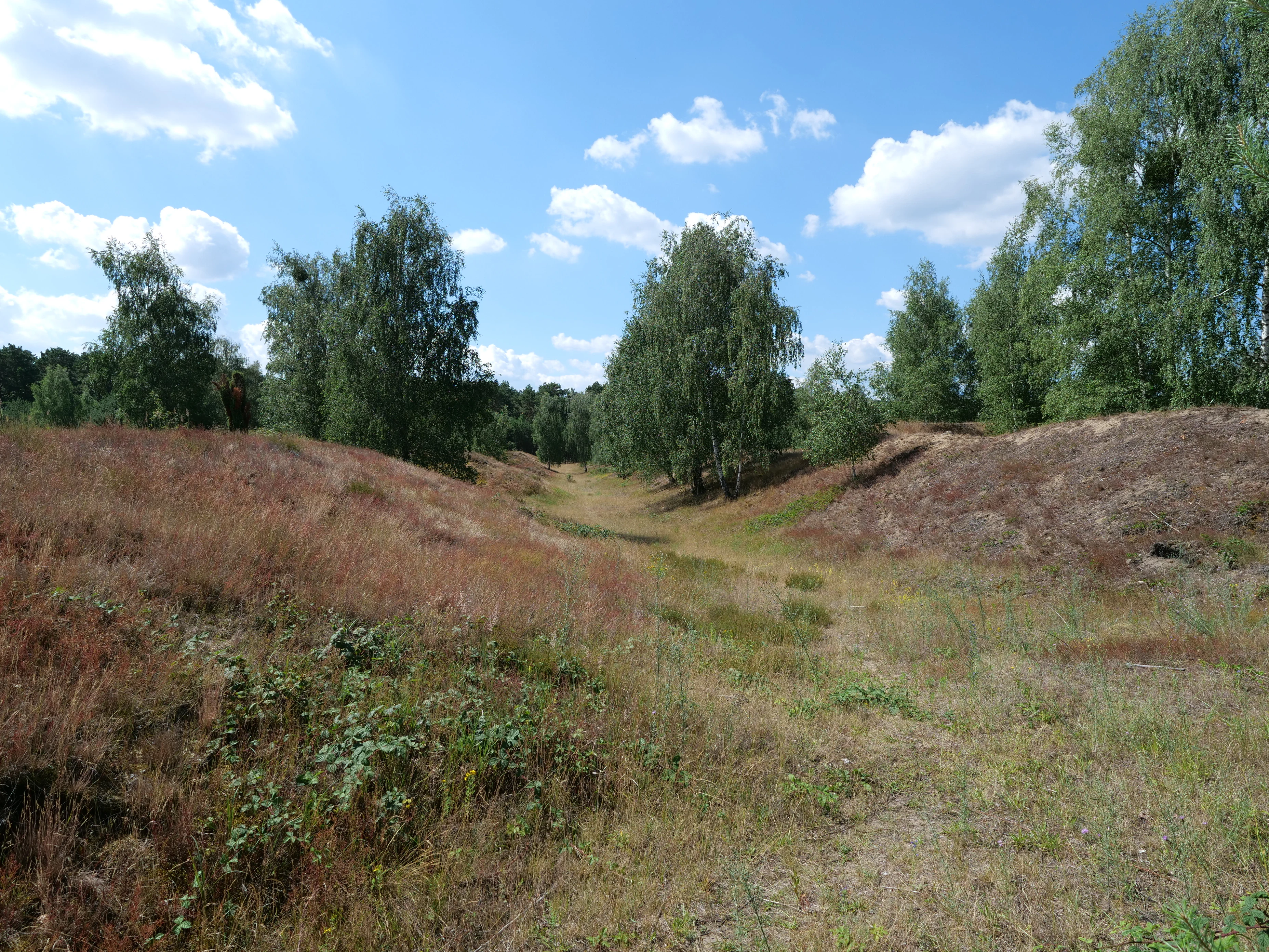 A wide, grassy path leads through a depression in a dry, sandy heathland with birch trees under a blue sky with white clouds.
