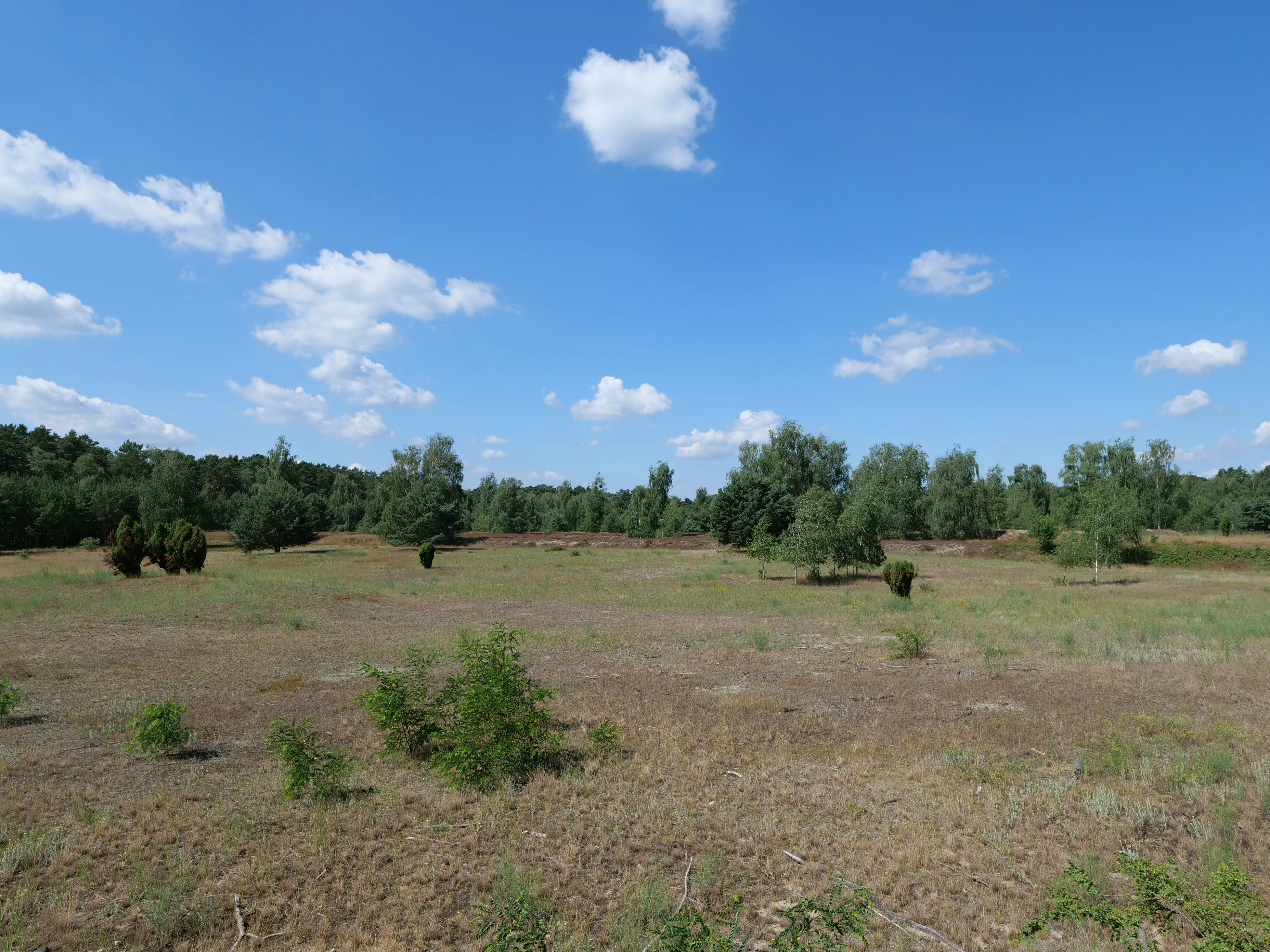 A wide, open, sunlit landscape featuring dry, grassy, and heath-like terrain dotted with small, sparse trees and bushes, under a bright blue sky with scattered white clouds.