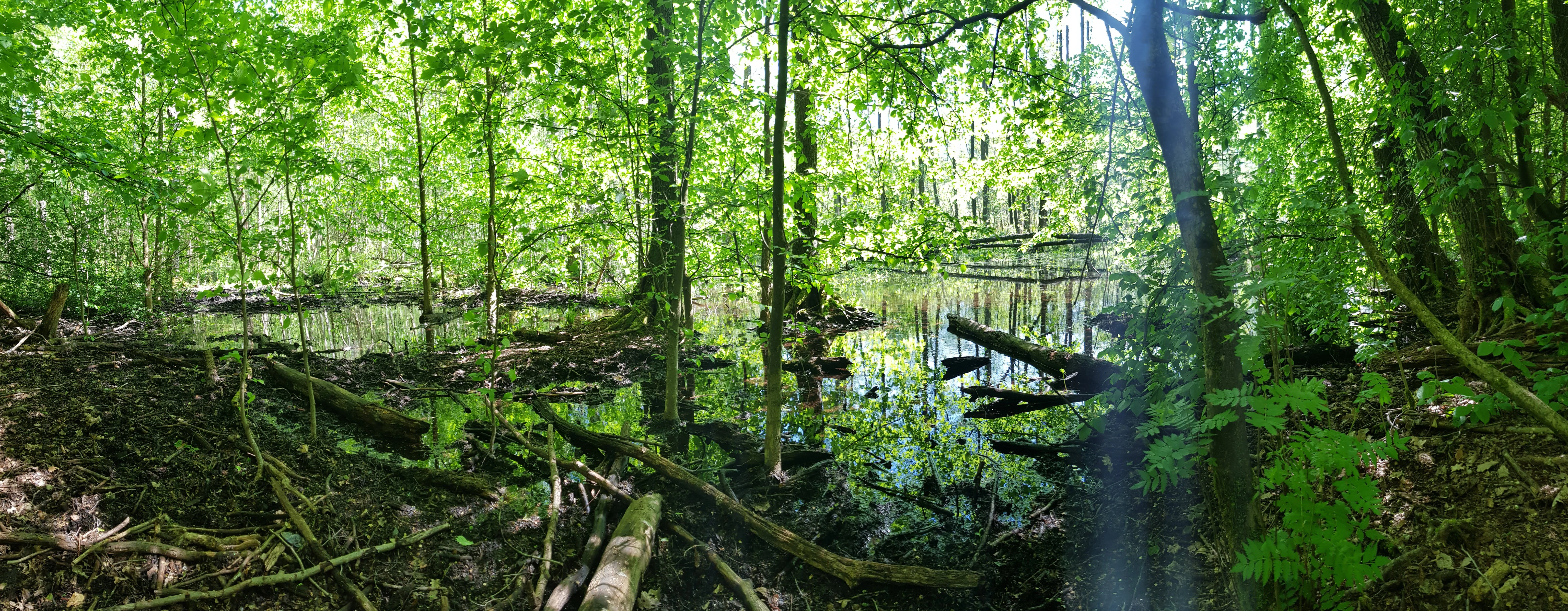 A wide, eye level shot of a lush green forest swamp with a pond reflecting trees, fallen logs, and dense canopy cover.