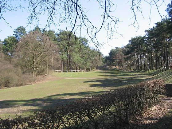 A wide, grassy clearing bordered by pine trees and hedges, photographed in early spring.