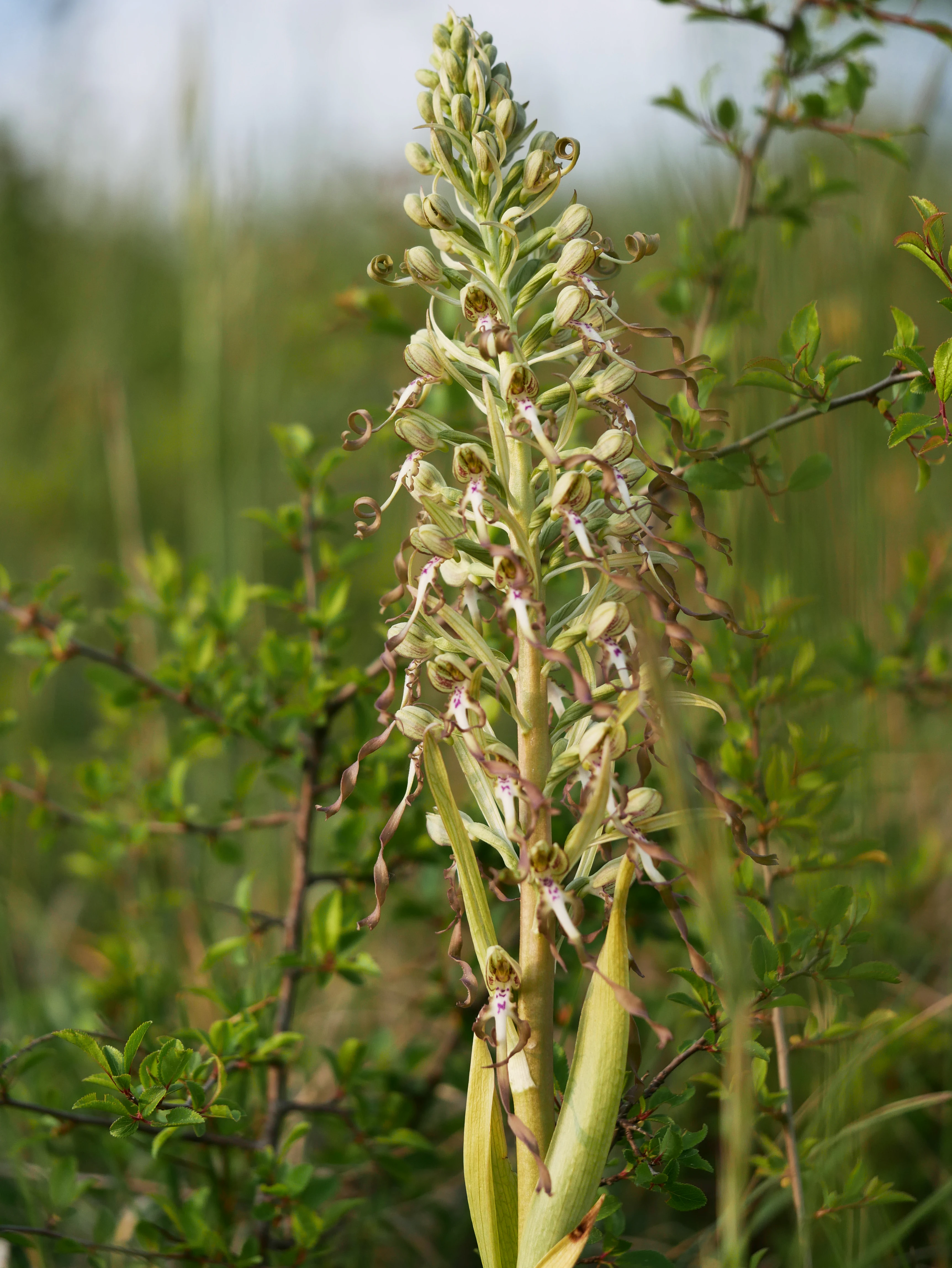 A close-up vertical shot of a tall Lizard Orchid flower spike with twisted petals, surrounded by green meadow vegetation.
