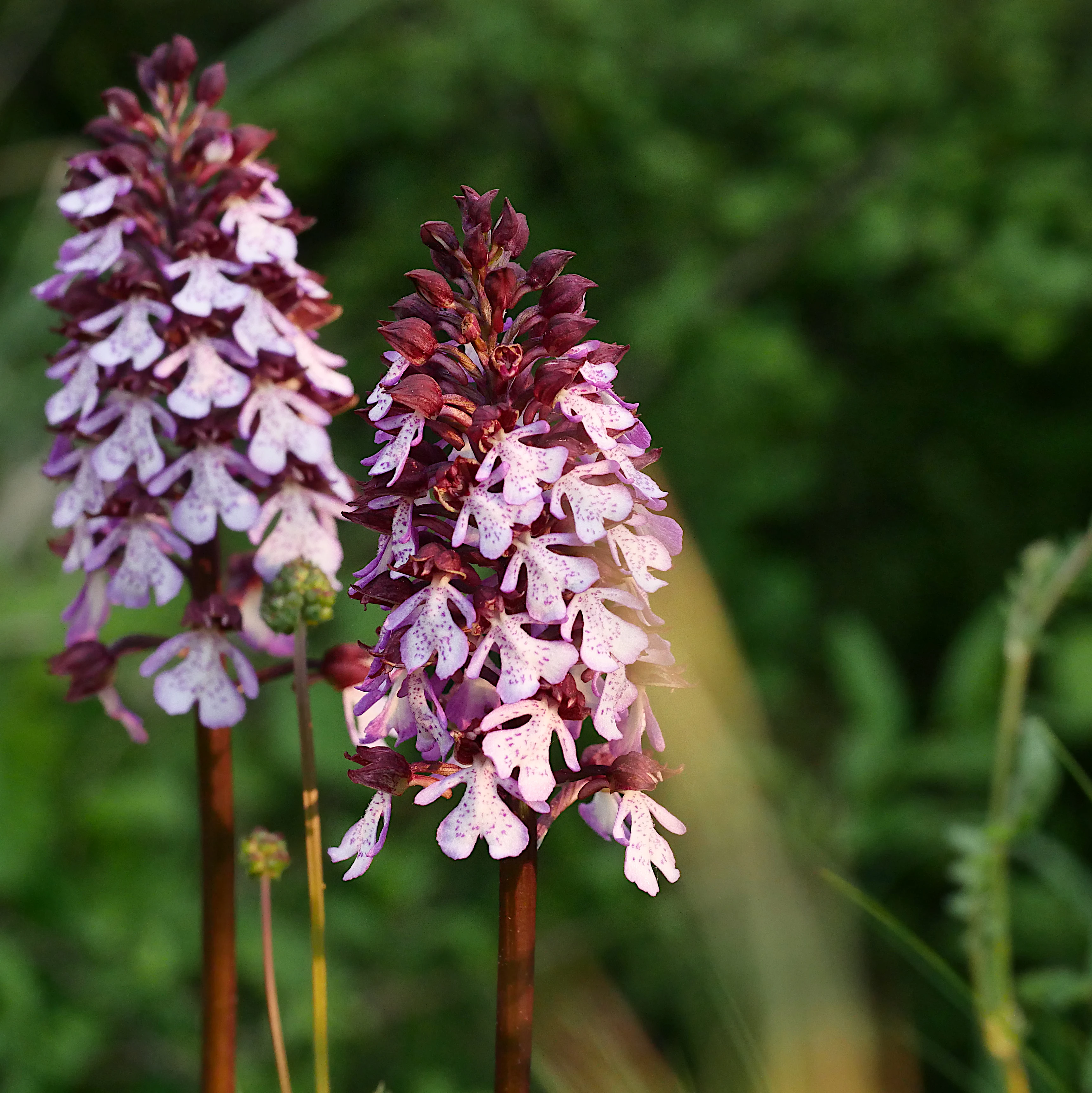 Two flowering stalks of Lady orchid, featuring dense spikes of light pink, purple-spotted petals, set against a blurred green background.