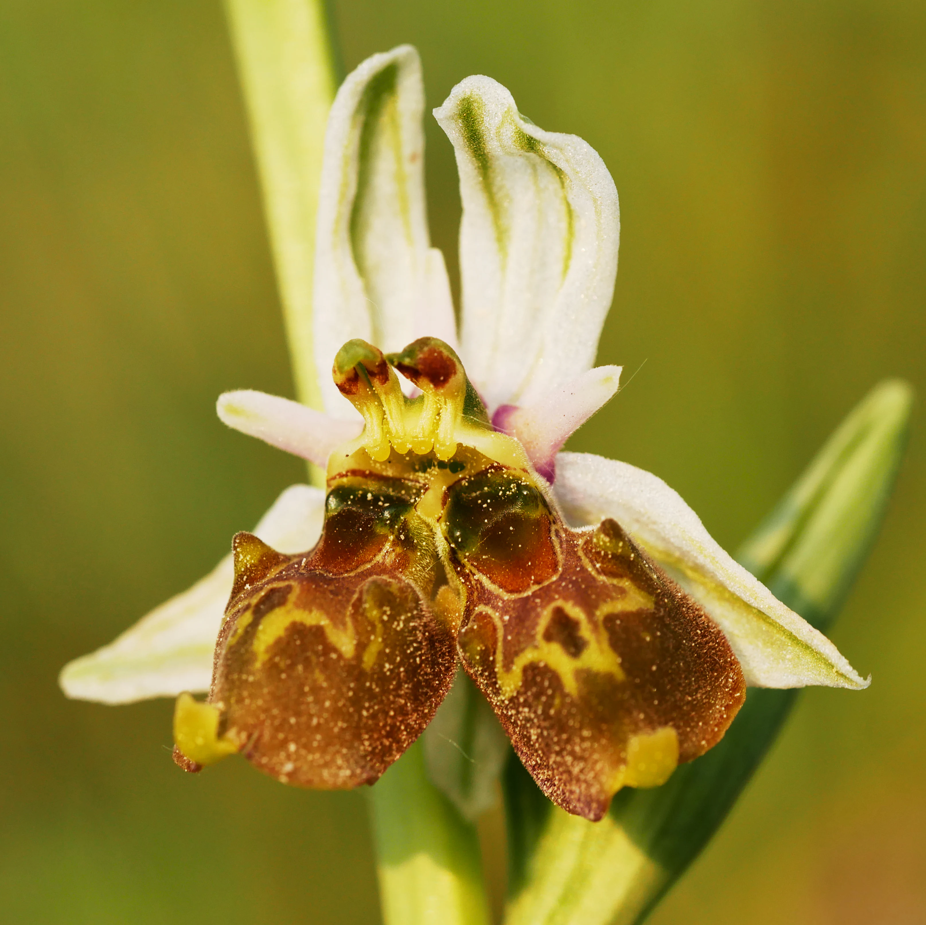 Close up, macro photograph of a bee orchid flower displaying a double blossom mutation, showing distinct, patterned reddish-brown labella and pale green sepals.