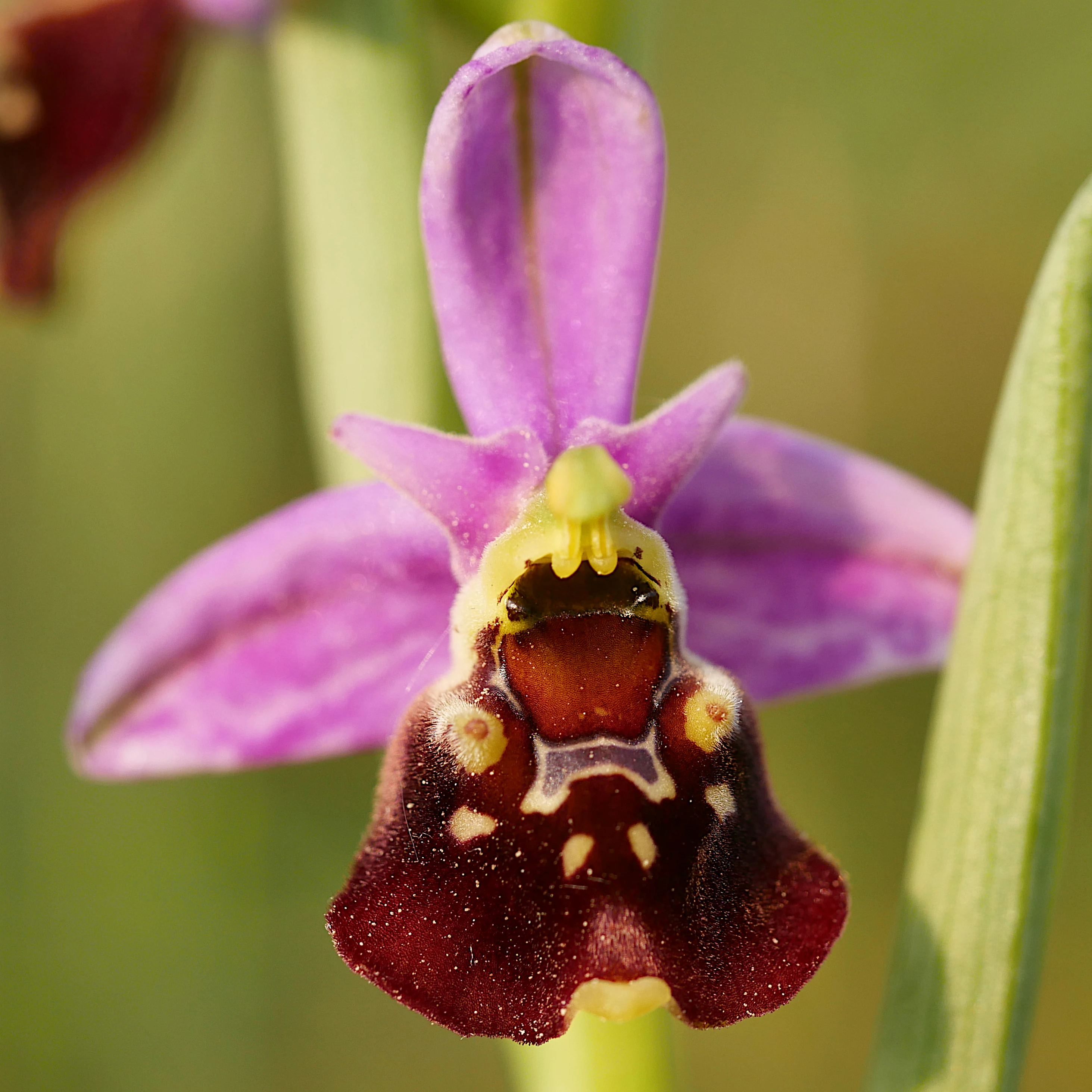 A close-up view of a purple and brown Late spider orchid flower with a complex, patterned lip, centered against a soft, blurred green background.