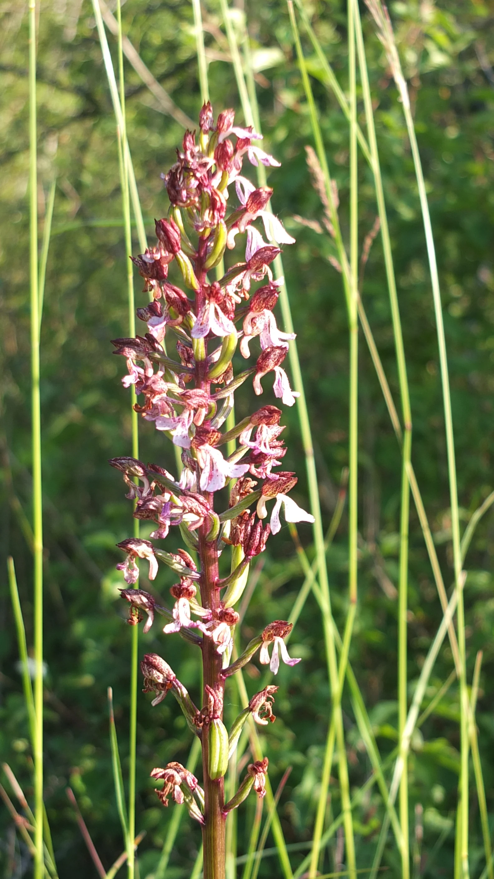 A close up view of an Ohnsporn orchid stalk with pink and dark purple flowers standing among tall green blades of grass.