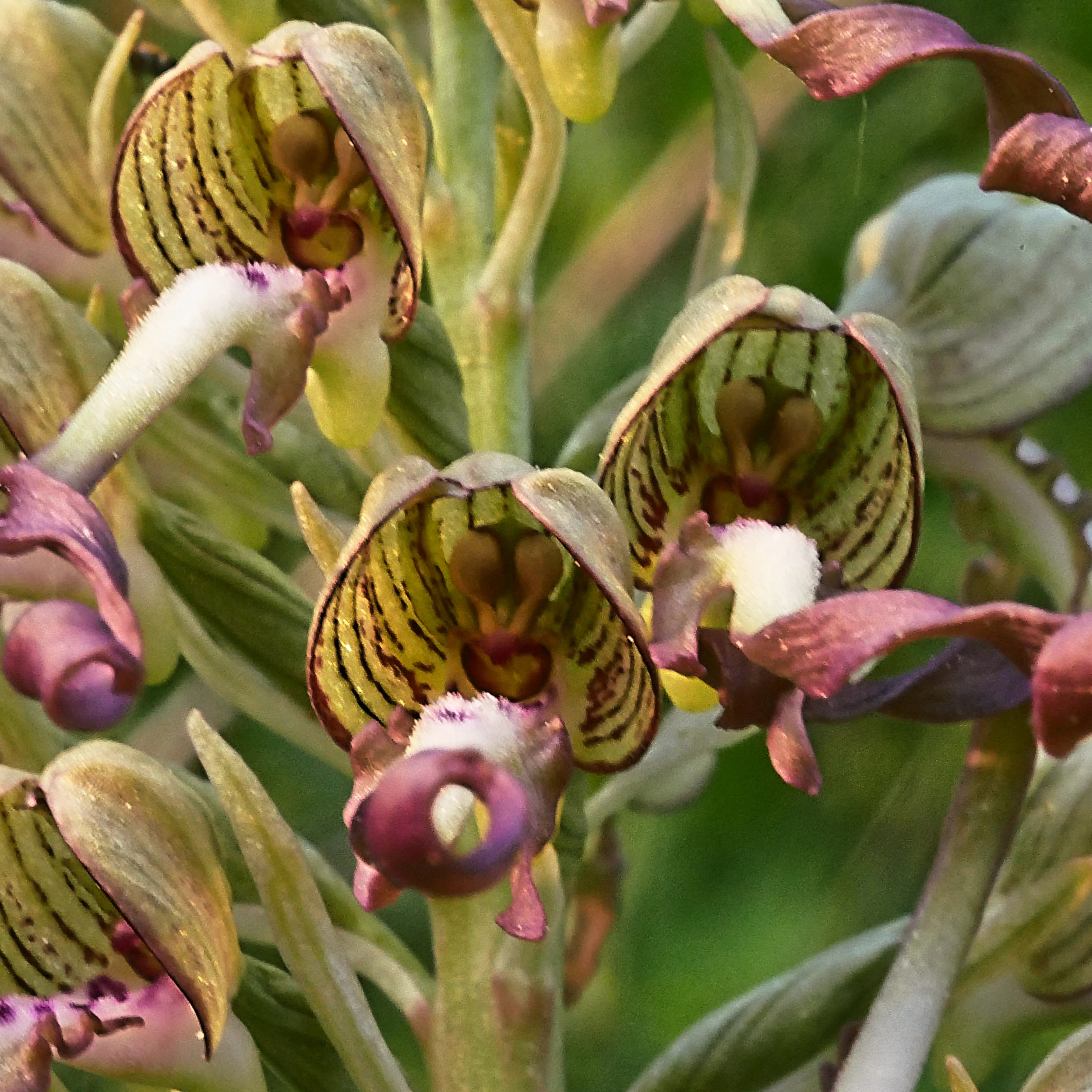Macro photograph of several Lizard Orchid flowers with greenish-striped hoods and distinctive purple, twisted lip petals.