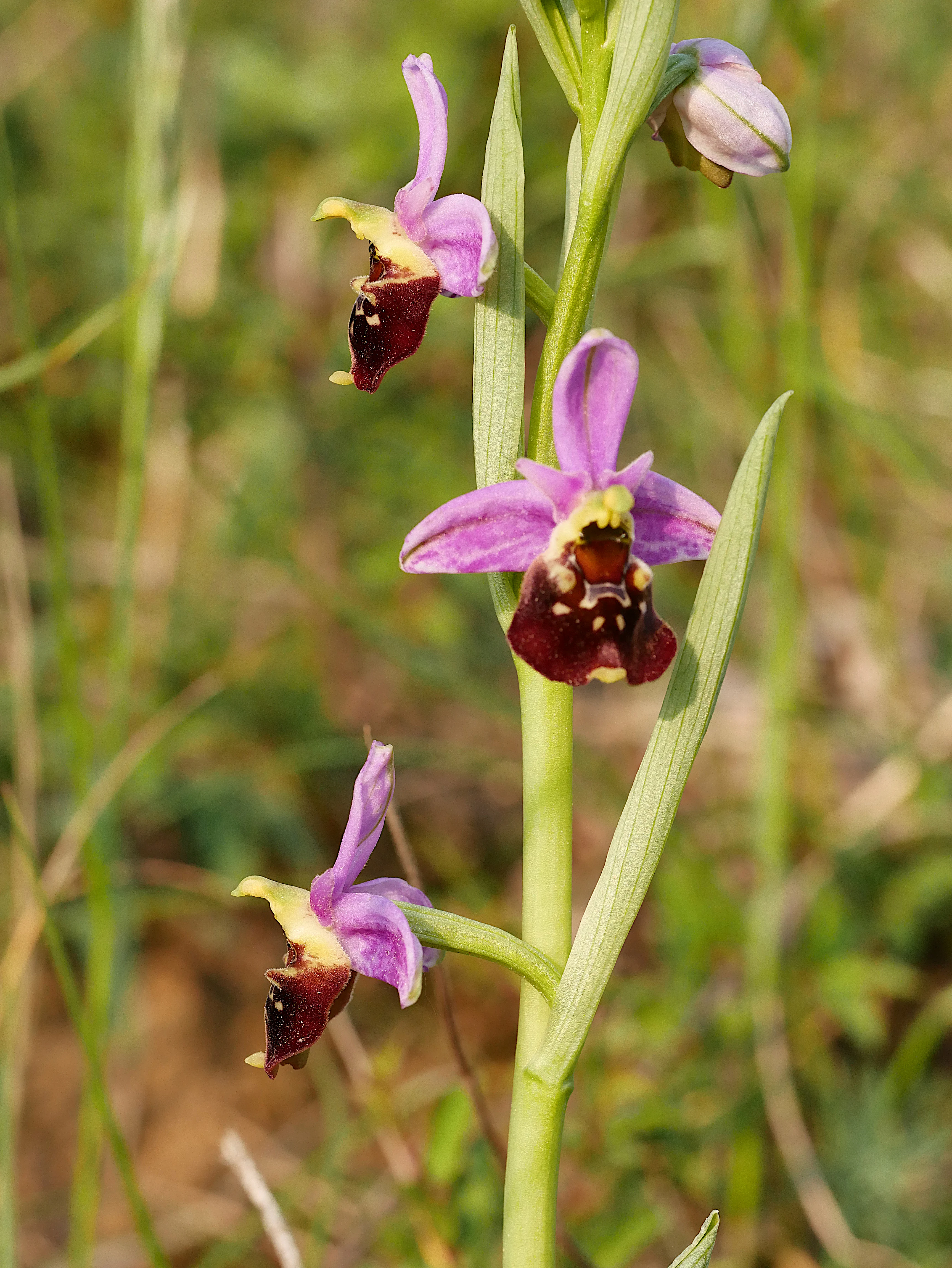 Close-up view of a Late spider orchid stalk with three distinct pink and dark brown flowers.