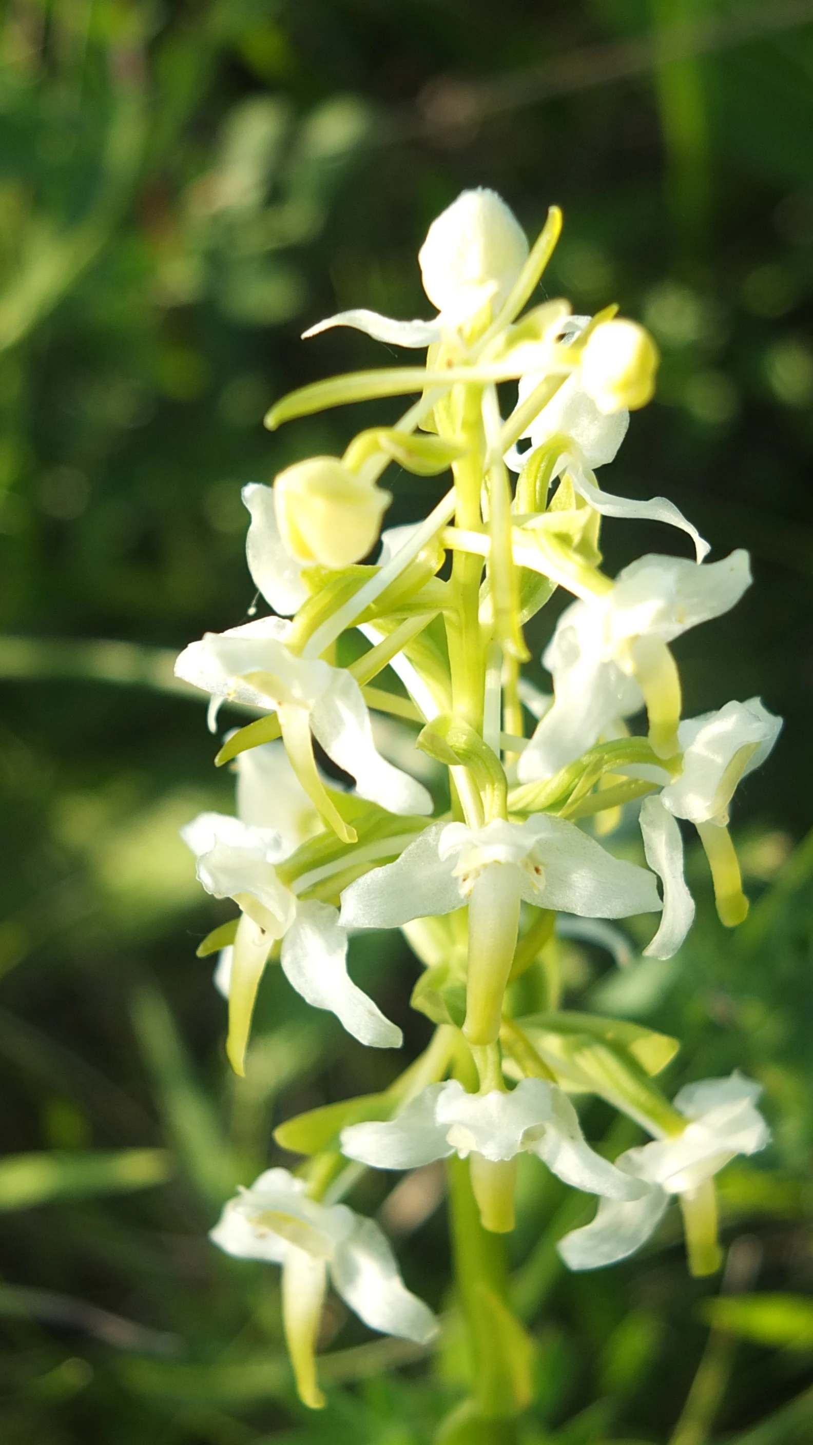 A vertical close-up shot of a white orchid with a pale green stem and buds, set against a blurred green background.