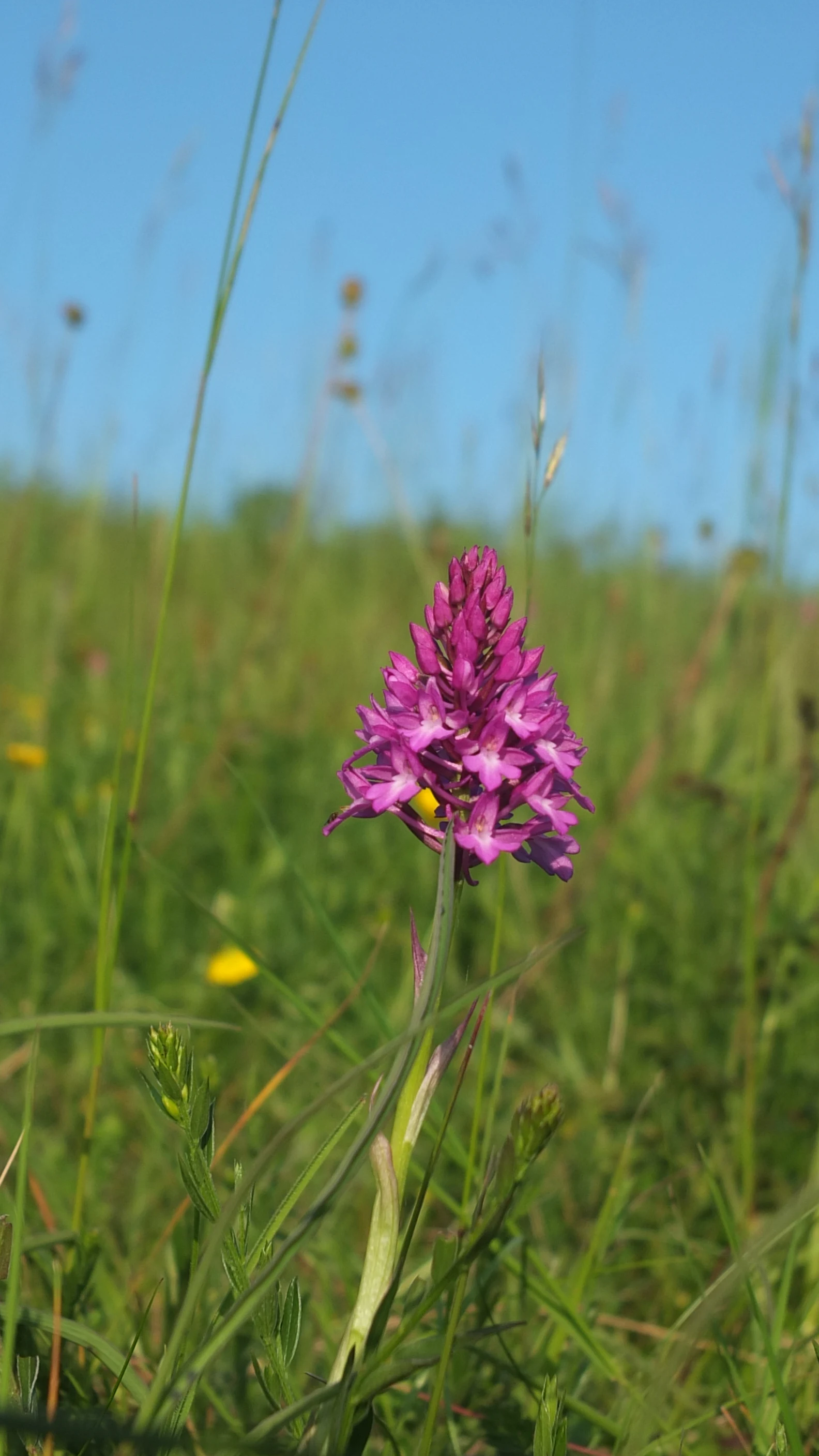 A close-up view of a vibrant magenta pyramidal orchid flower in a green meadow with a clear blue sky in the background.