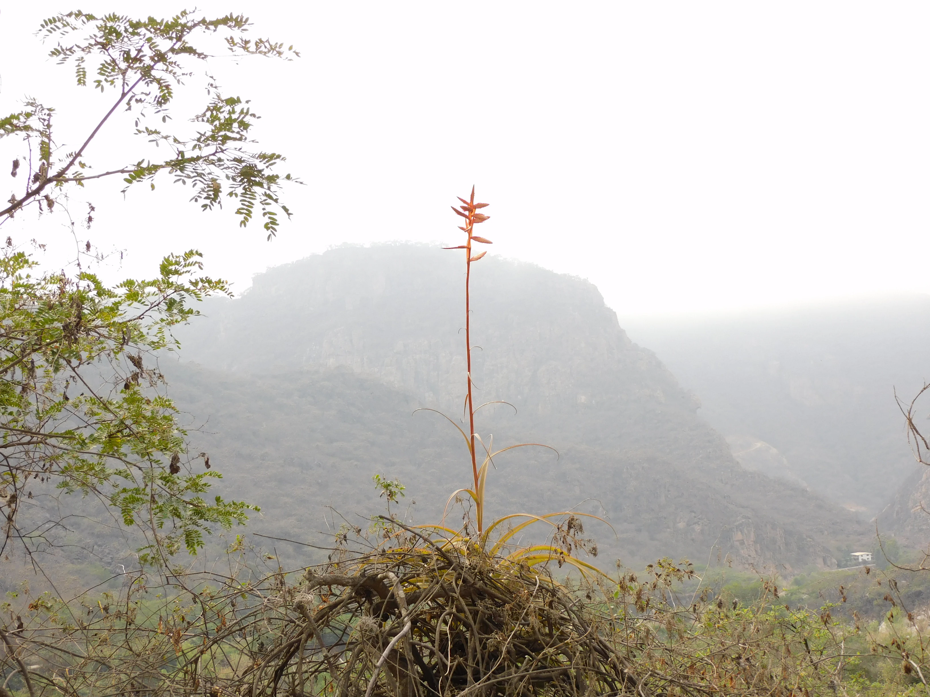 A close-up shot of a single Tillandsia plant with a tall, slender stalk topped with a bright orange flower, situated in the foreground with a hazy, out-of-focus mountain slope in the background.