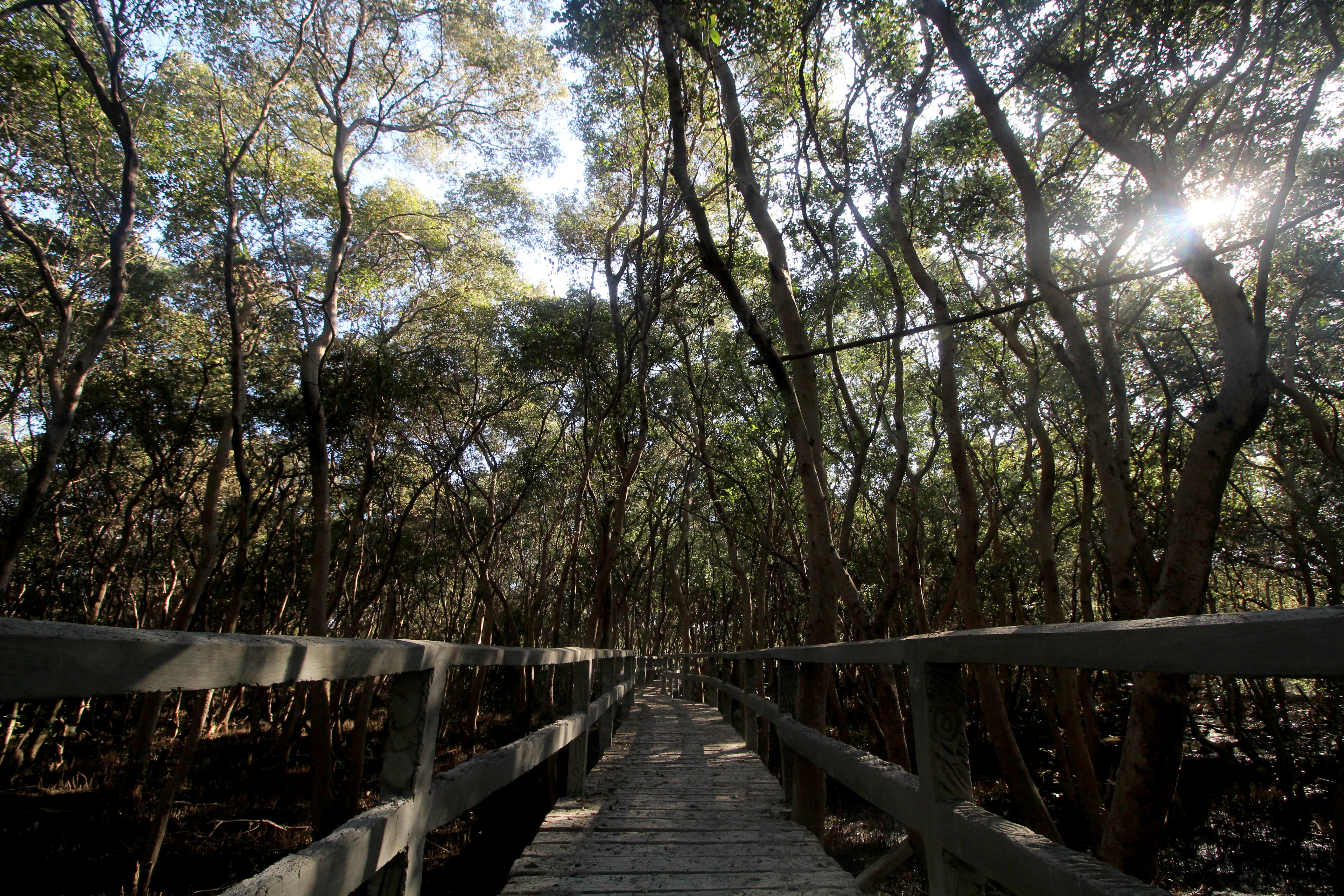Un sendero elevado de tablones de madera que conduce a un denso manglar, con la luz del sol filtrándose a través del dosel.