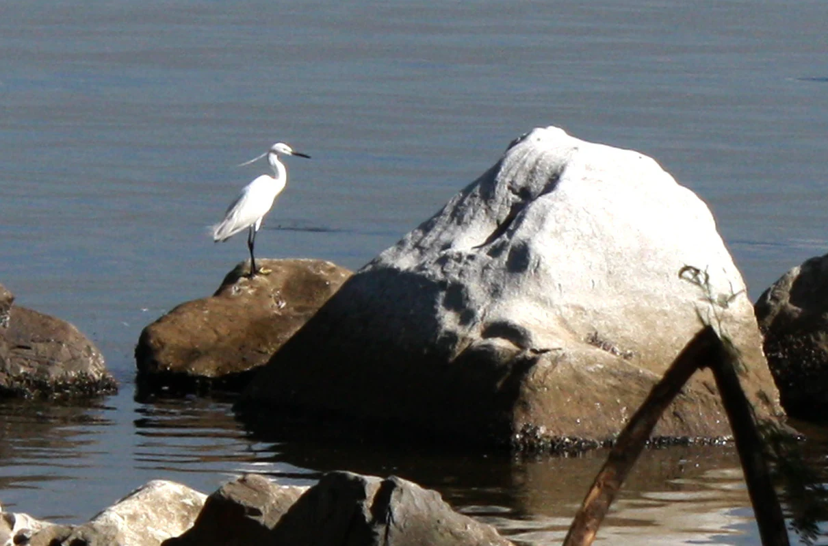 Una garceta blanca de pie sobre una roca oscura rodeada de agua, con un peñasco más grande, pálido y cubierto de musgo a su lado.