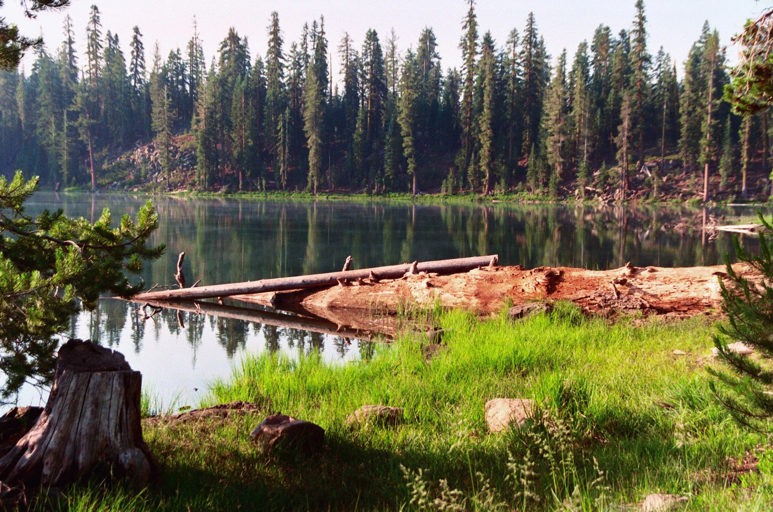 A calm lake surrounded by tall conifer trees, with green grass in the foreground, a tree stump, and fallen logs near the water's edge.