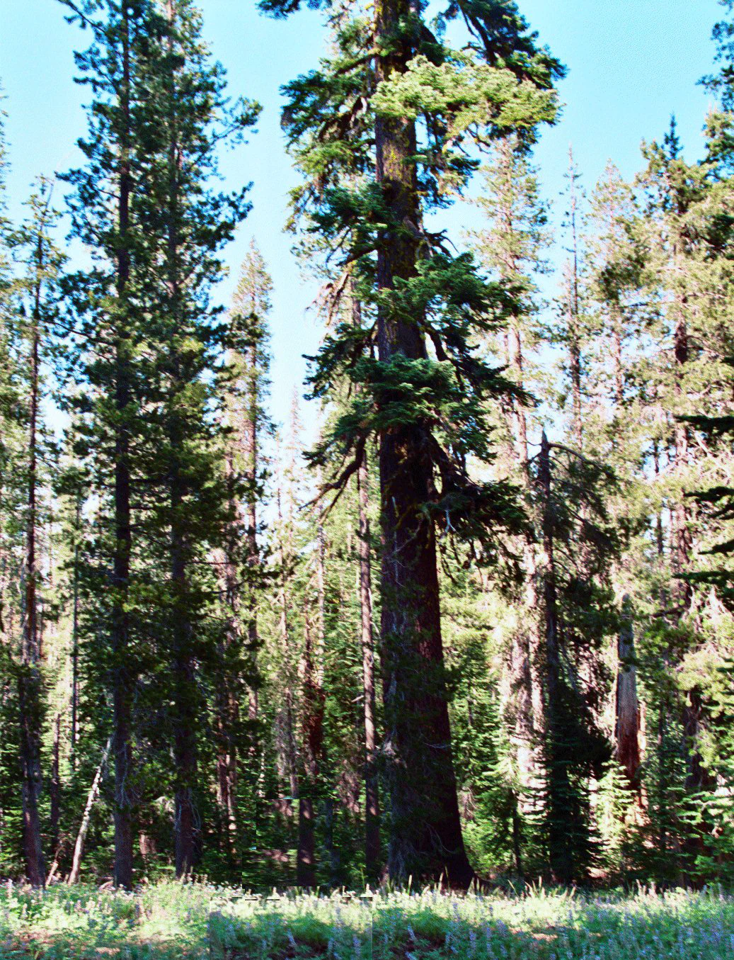 A tall old growth California red fir tree in a dense conifer forest with green grass in the foreground and blue sky above.