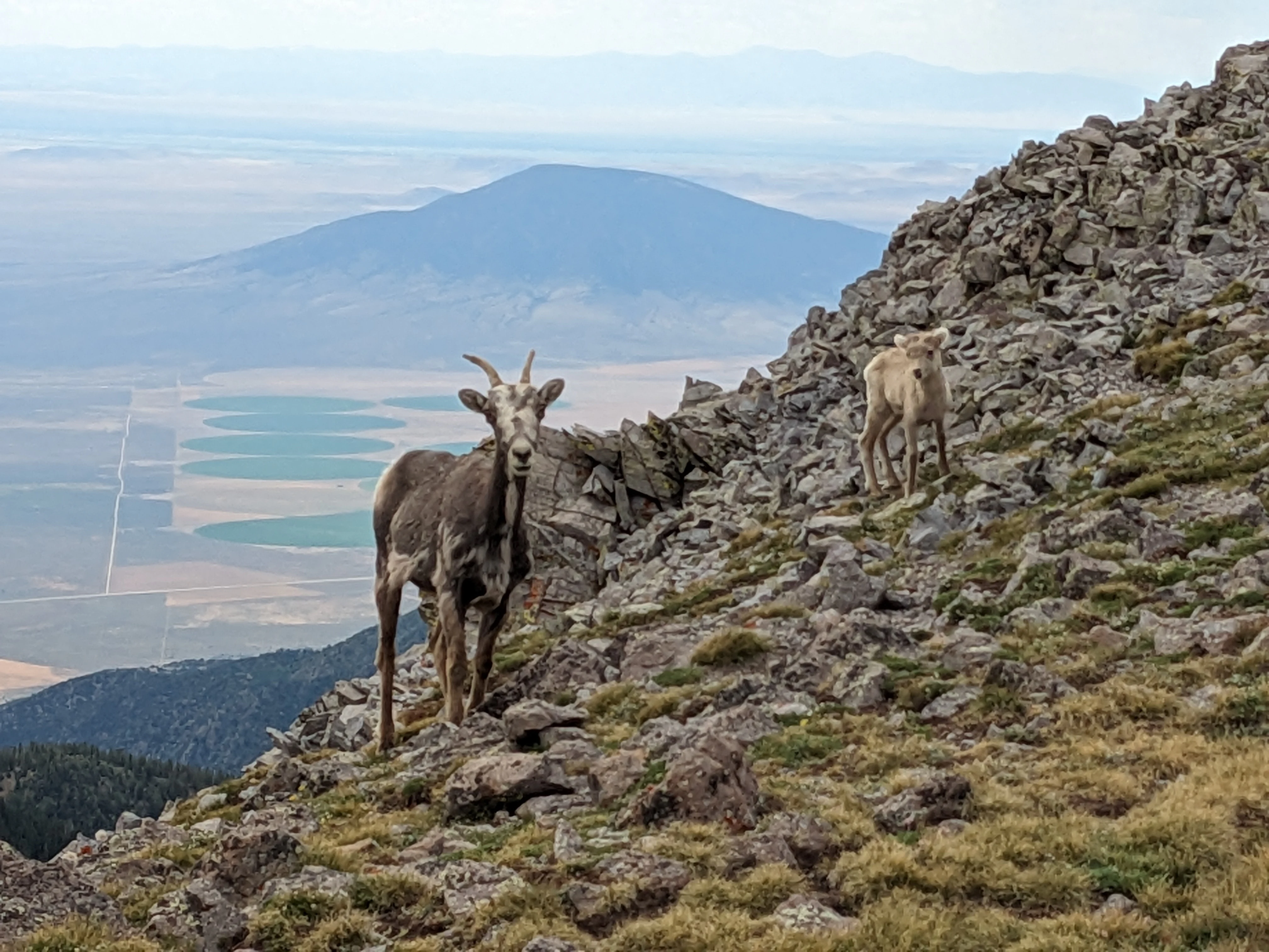 Two mountain goats standing on a steep, rocky mountainside with an expansive view of a valley and agricultural fields in the background.