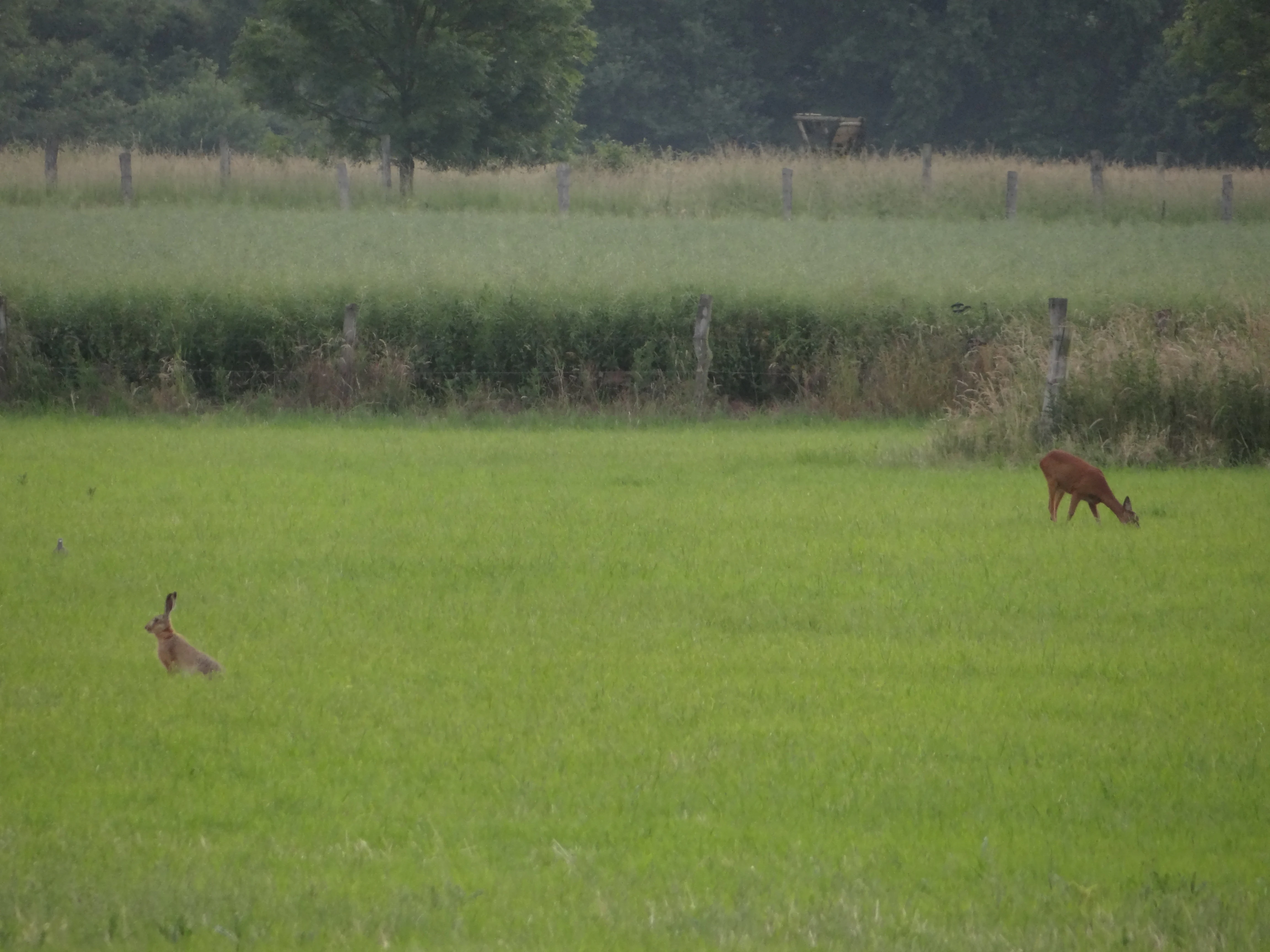 A brown roe deer and a European hare grazing on a grassy meadow with a fence and tree line in the background.