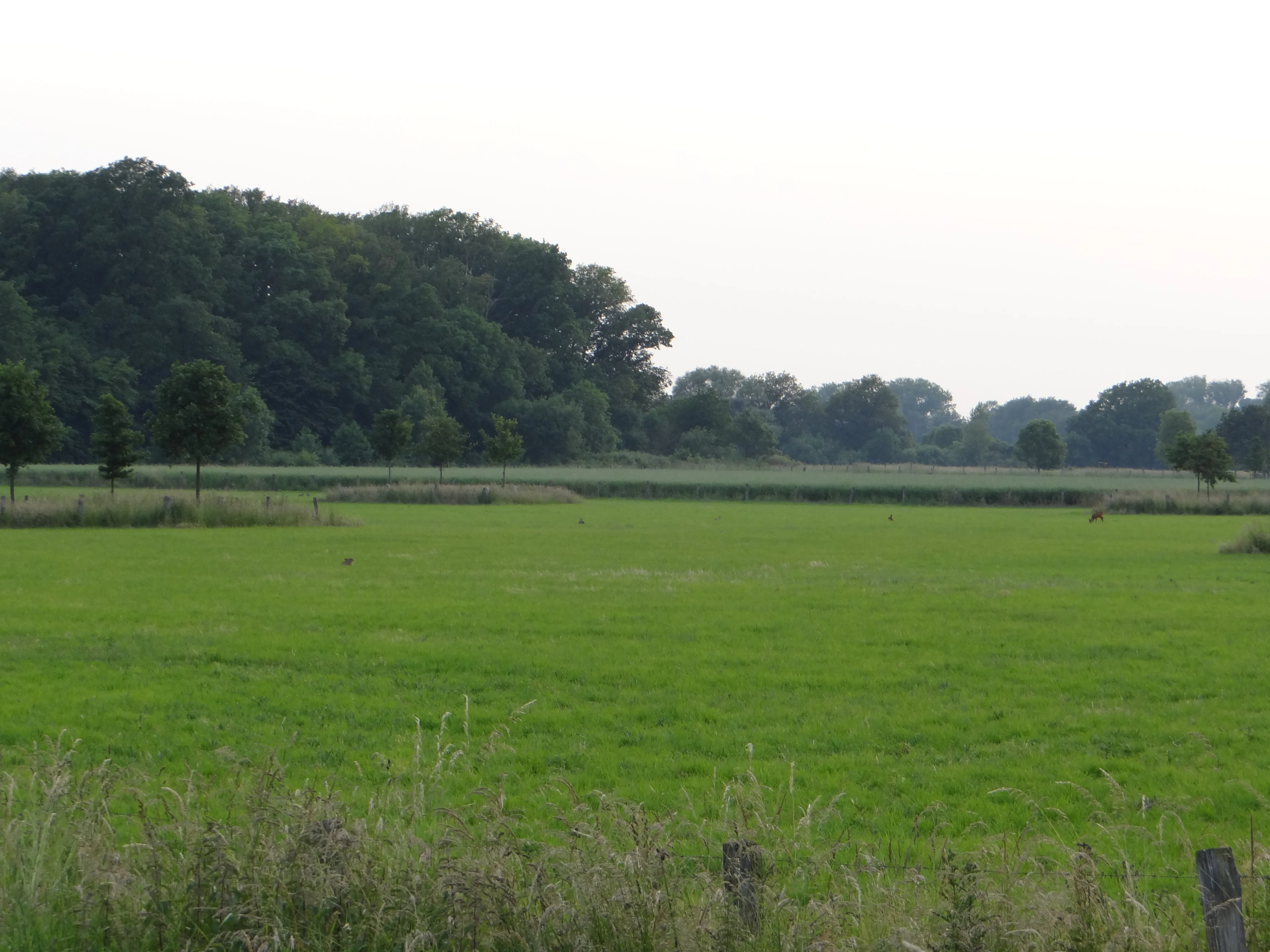 A wide, flat green pasture in the foreground with a dense, dark forest line stretching across the background under a pale, overcast sky.