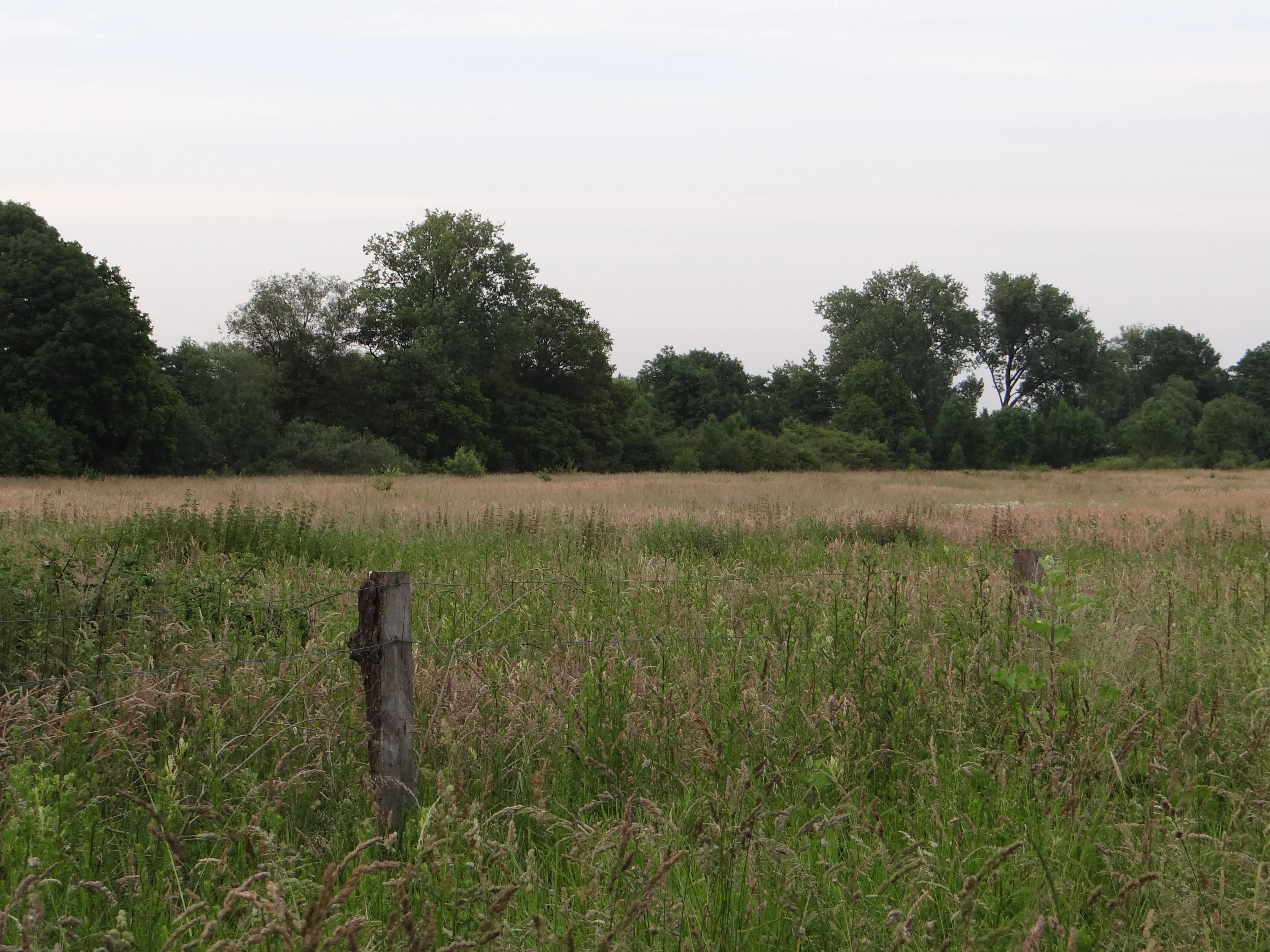 A wide view of a grassy meadow with a wooden fence post in the foreground and a dense line of trees in the background under an overcast sky.