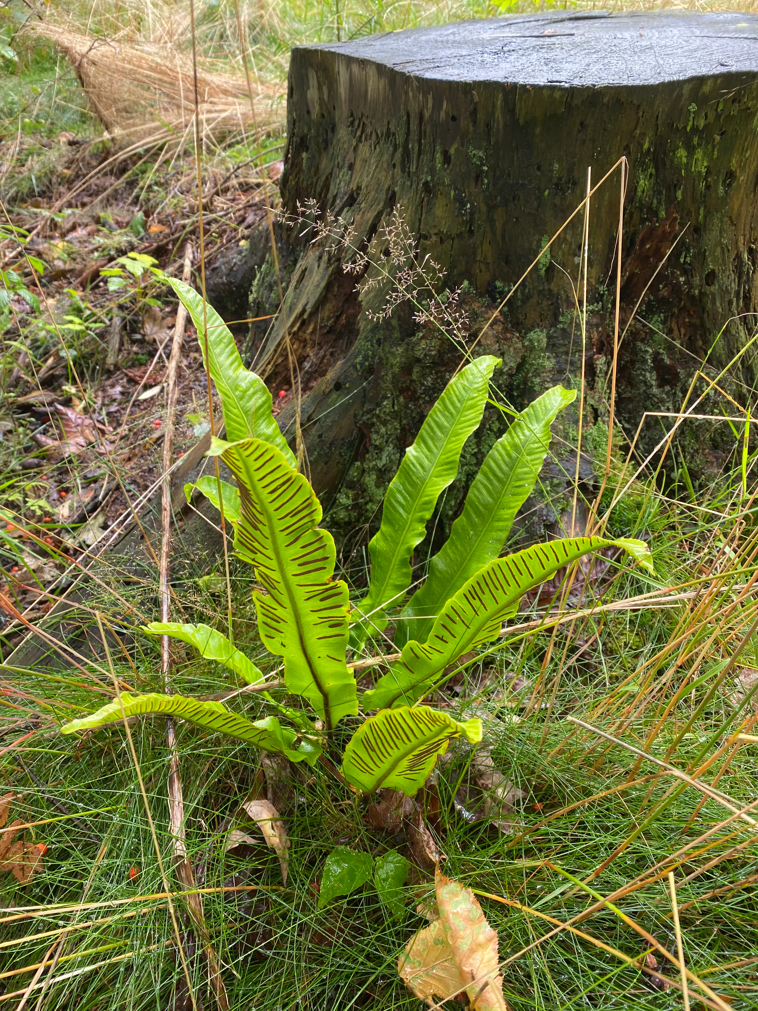 A bright green Hart's tongue fern with visible dark spore patterns on its fronds, situated at the base of a dark, weathered tree stump in a woodland area.
