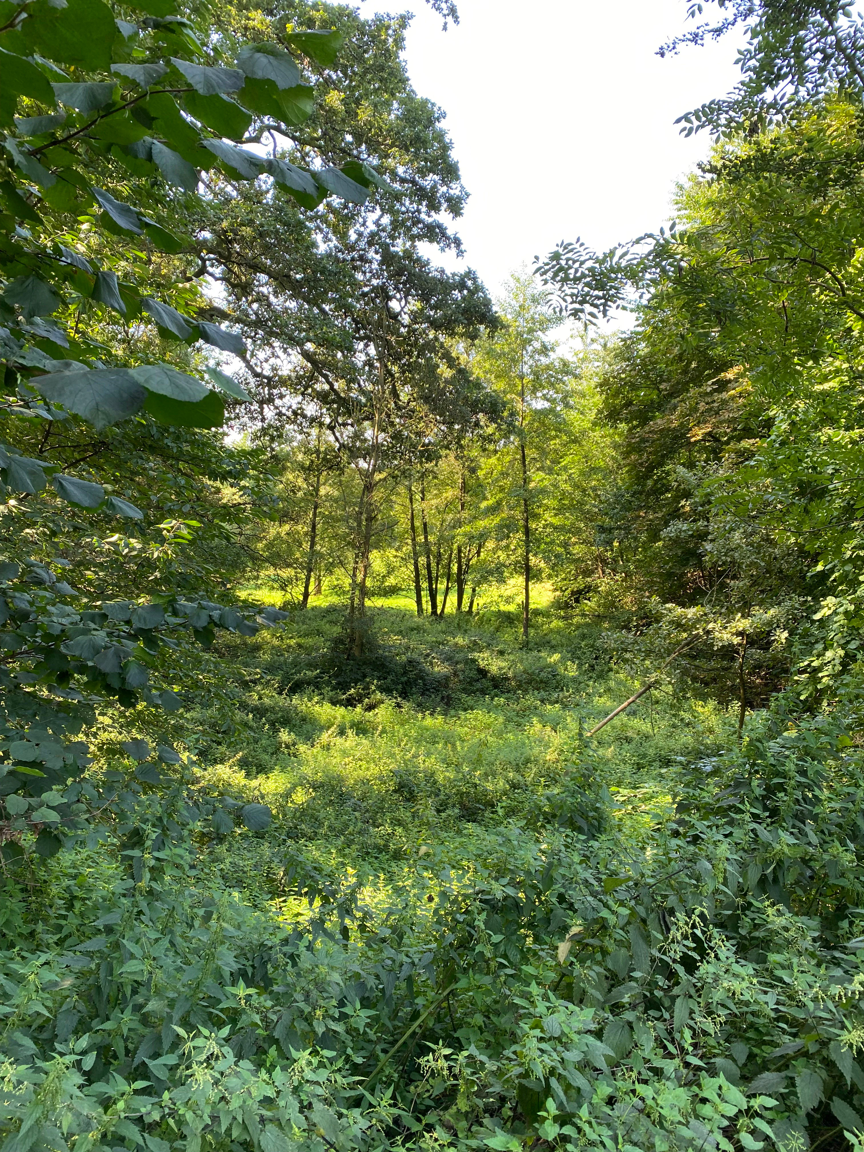 A sunny clearing surrounded by dense green deciduous trees and thick undergrowth in a wooded valley.
