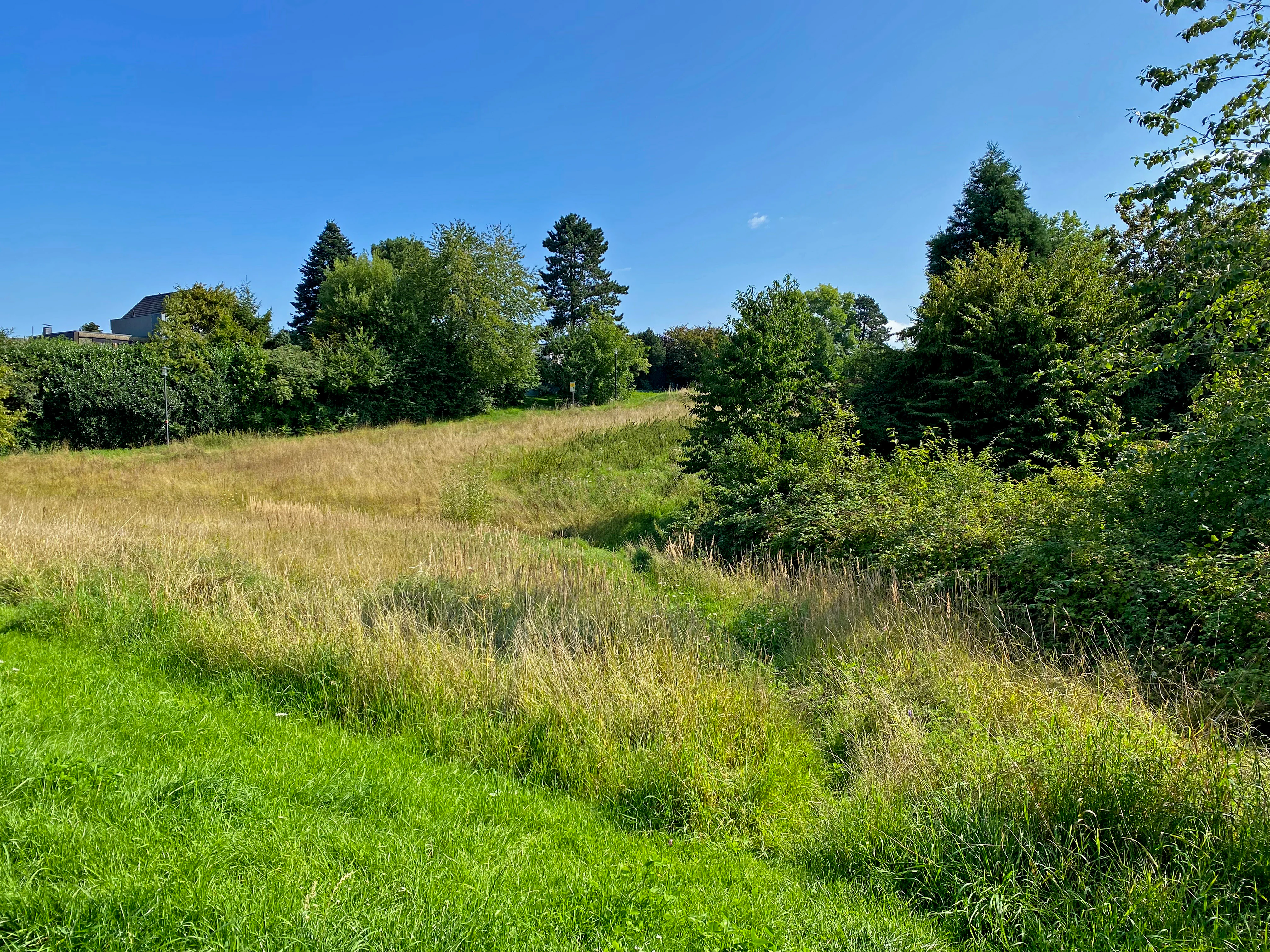 A green, grassy valley landscape with tall golden meadow grasses, surrounded by scattered deciduous and coniferous trees under a clear blue sky.